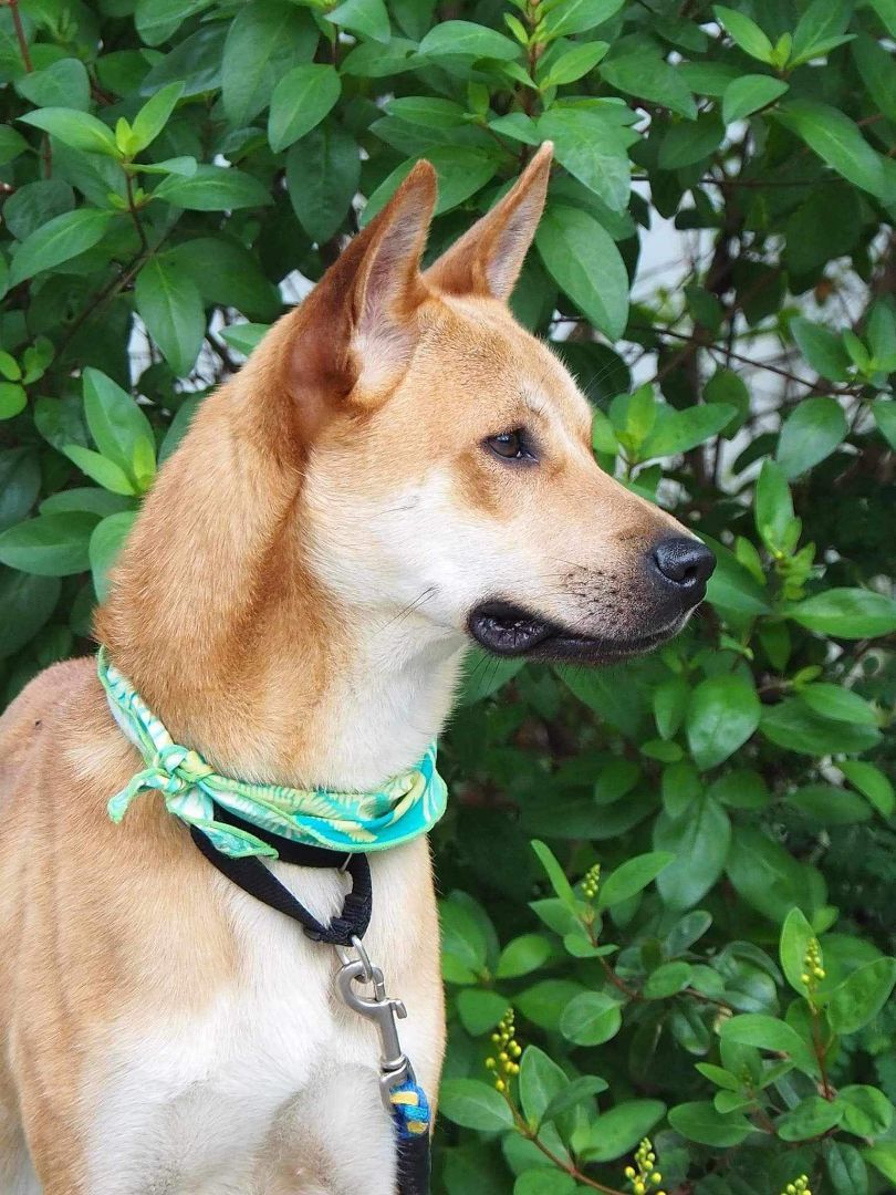 Enlarge Hachi, a Adoptable mixed breed in San Mateo, CA image 1/5