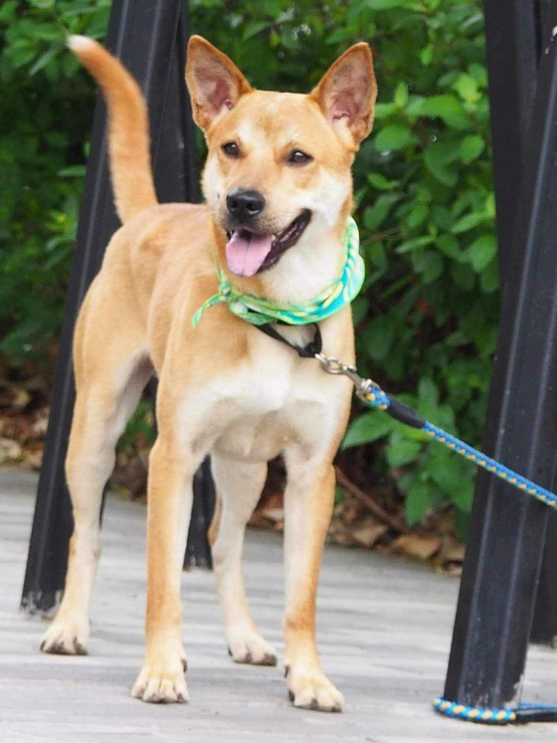 Enlarge Hachi, a Adoptable mixed breed in San Mateo, CA image 2/5