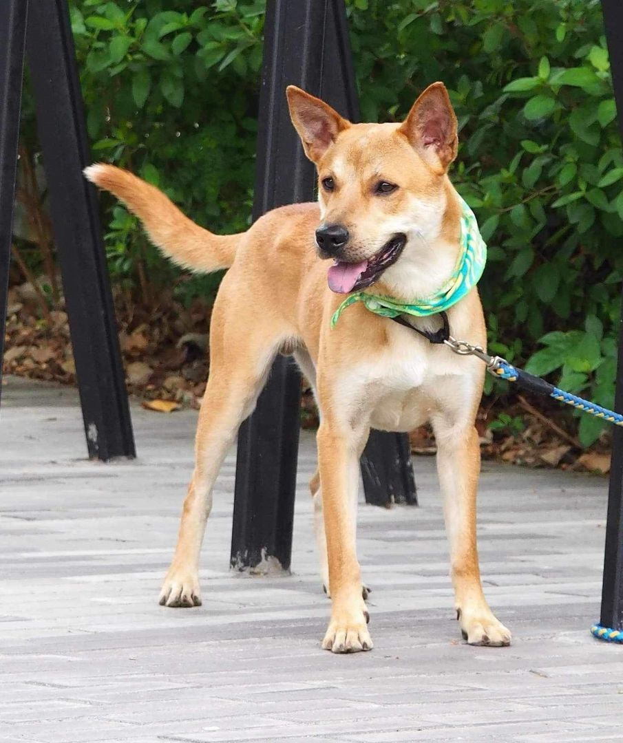 Enlarge Hachi, a Adoptable mixed breed in San Mateo, CA image 3/5