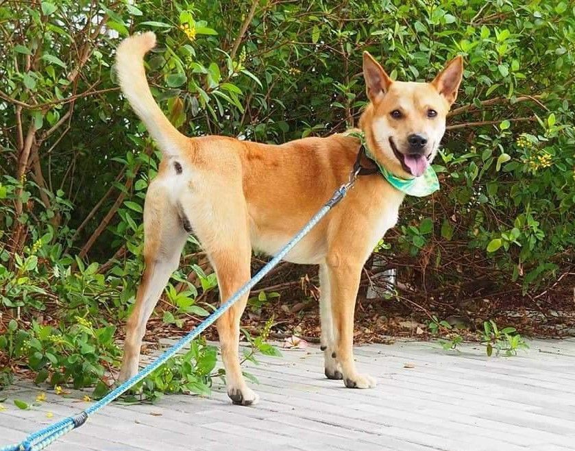 Enlarge Hachi, a Adoptable mixed breed in San Mateo, CA image 4/5