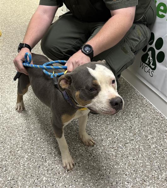 Bud, ADOPTABLE, Adult Male American Bulldog.