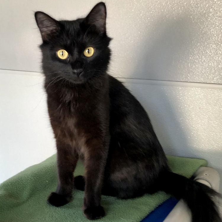 Luna, an adopted Domestic Short Hair in Lodi, CA image 3/4