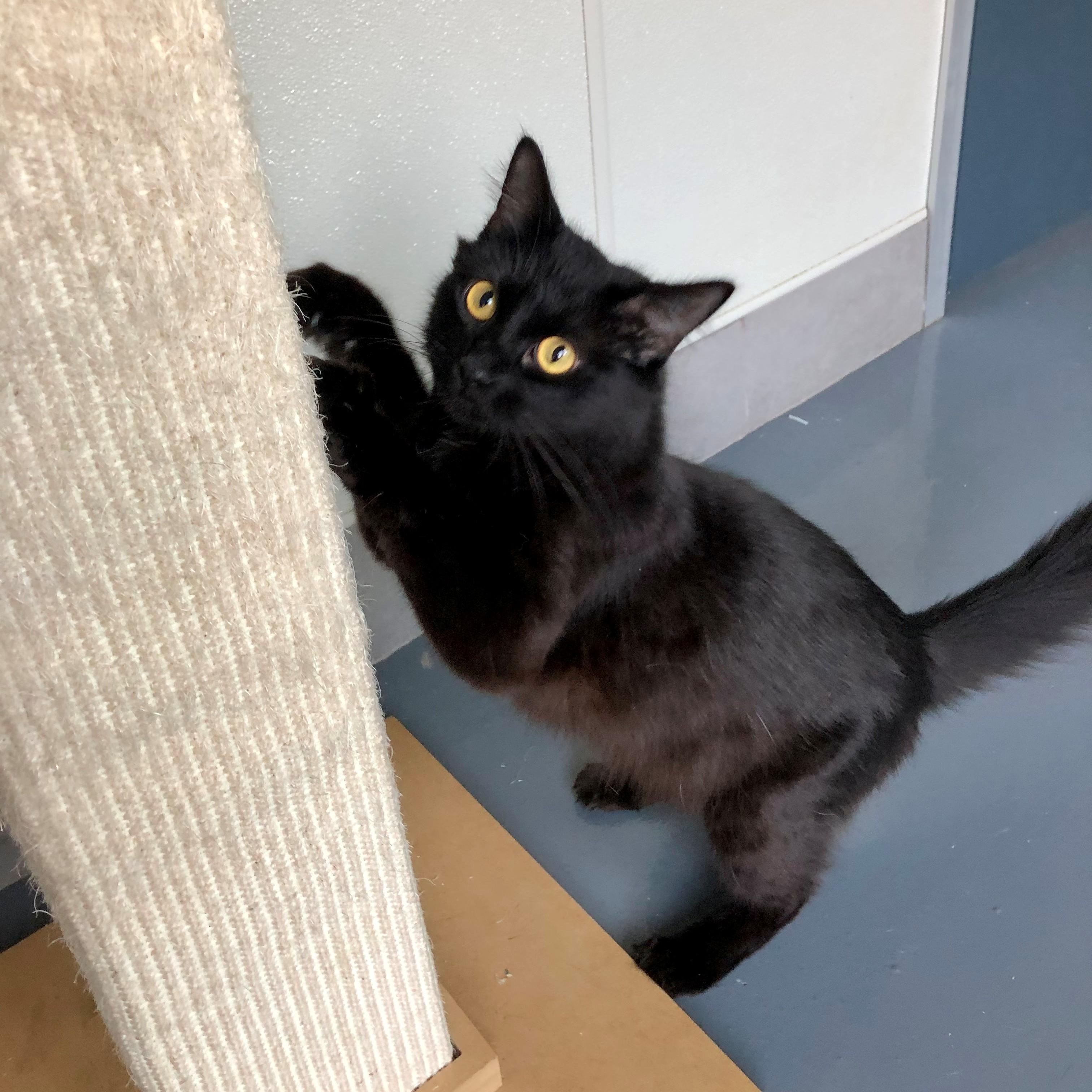 Luna, an adopted Domestic Short Hair in Lodi, CA image 2/4