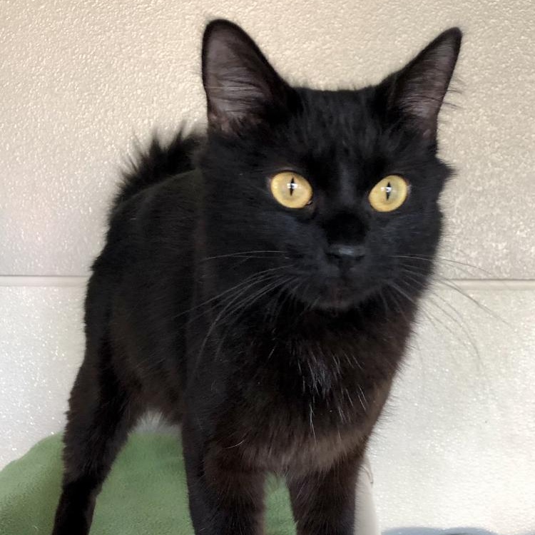 Luna, an adopted Domestic Short Hair in Lodi, CA image 4/4