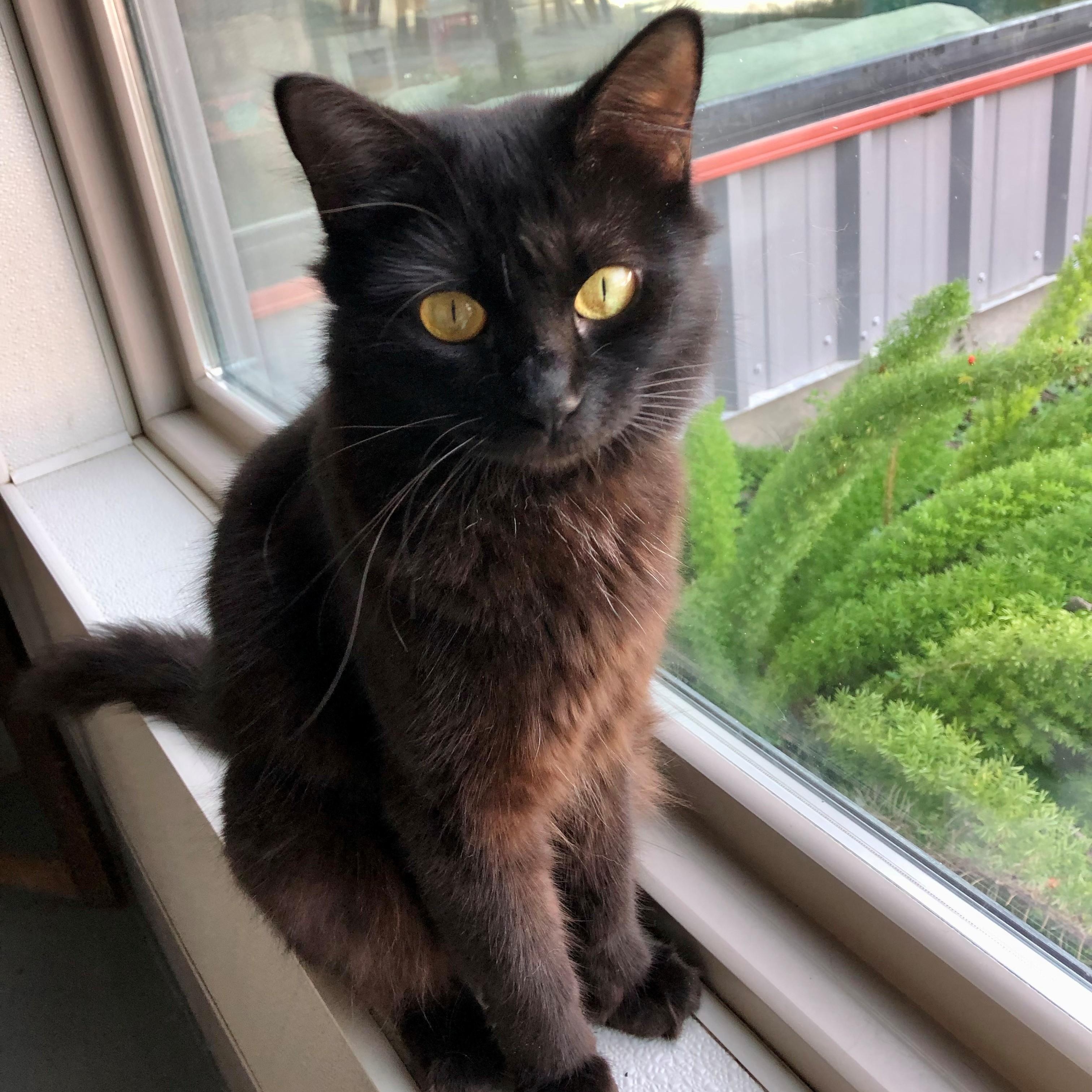 Luna, an adopted Domestic Short Hair in Lodi, CA image 1/4