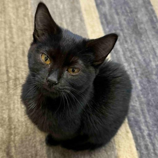 Enlarge Carmen Sandiego, a Adoptable Domestic Short Hair in Brevard, NC image 1/2