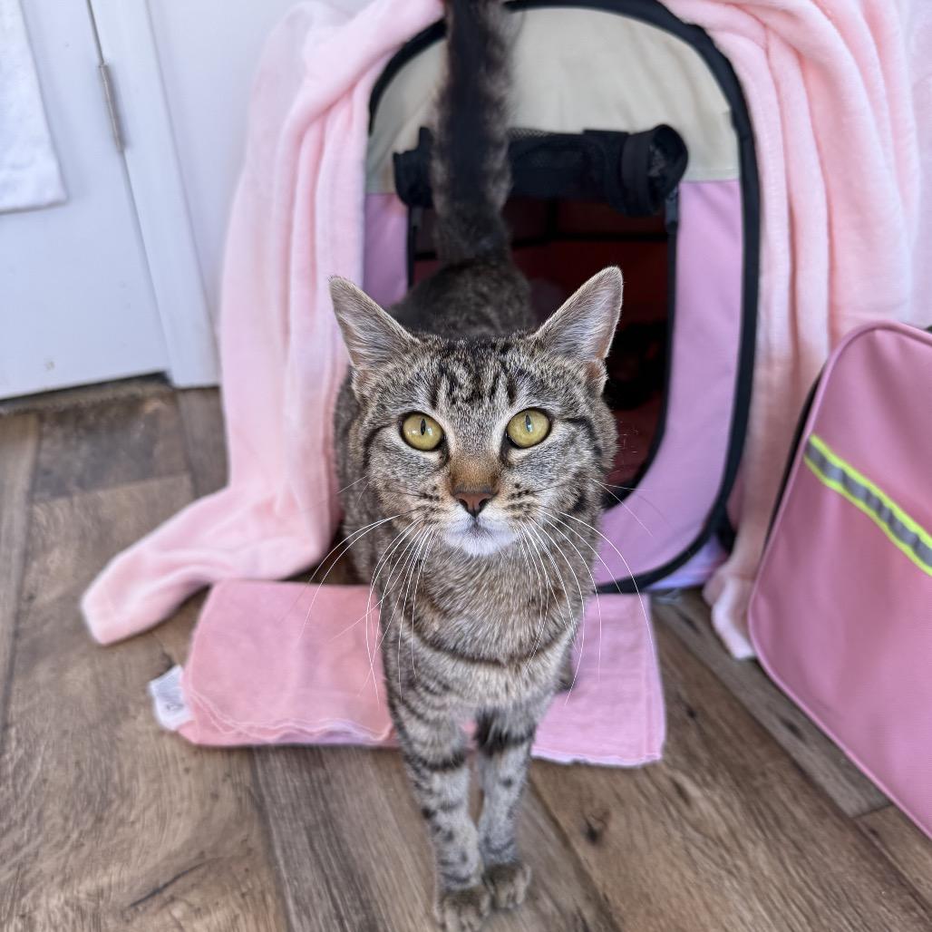 Garbanzo, a Adoptable Domestic Short Hair in Chattanooga, TN image 1/6