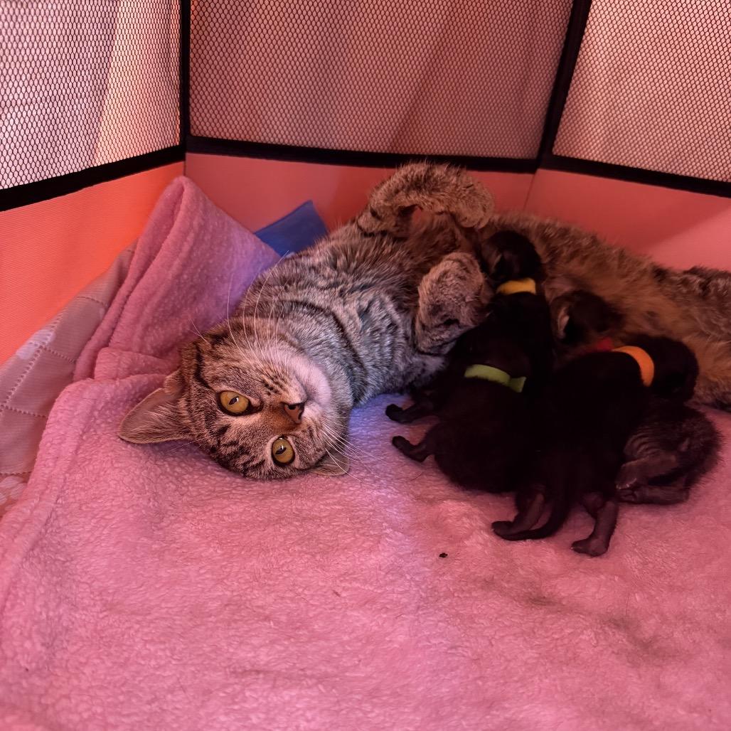 Garbanzo, a Adoptable Domestic Short Hair in Chattanooga, TN image 2/6