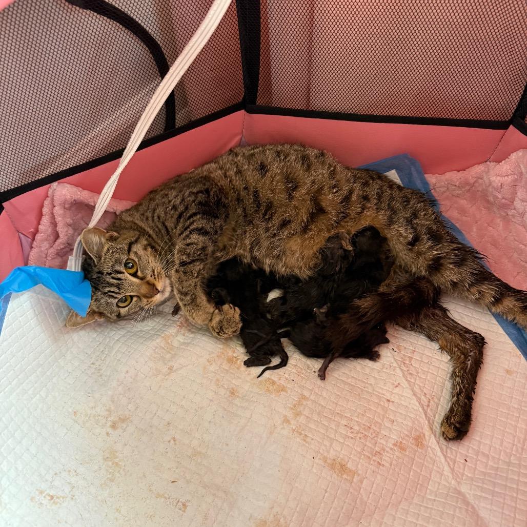 Garbanzo, a Adoptable Domestic Short Hair in Chattanooga, TN image 3/6