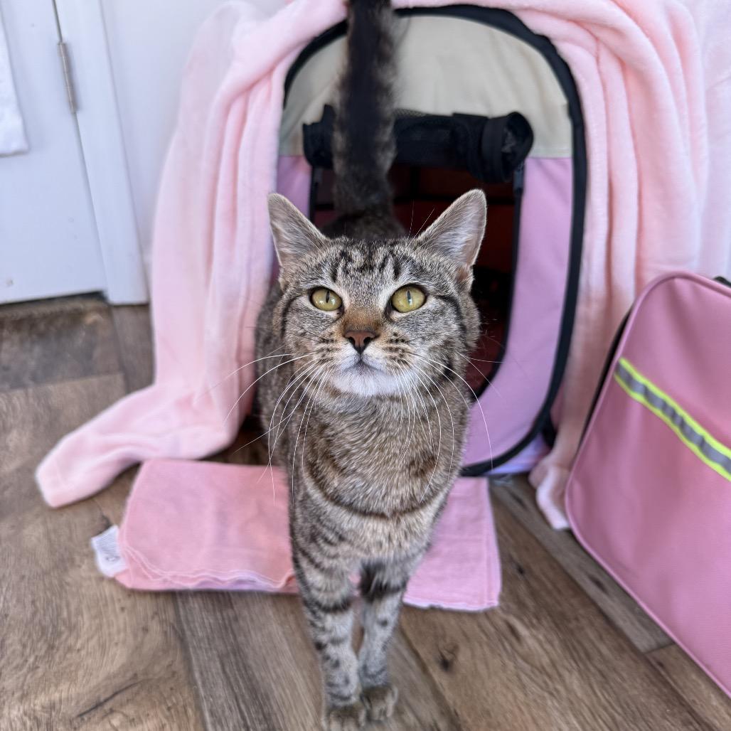 Garbanzo, a Adoptable Domestic Short Hair in Chattanooga, TN image 5/6