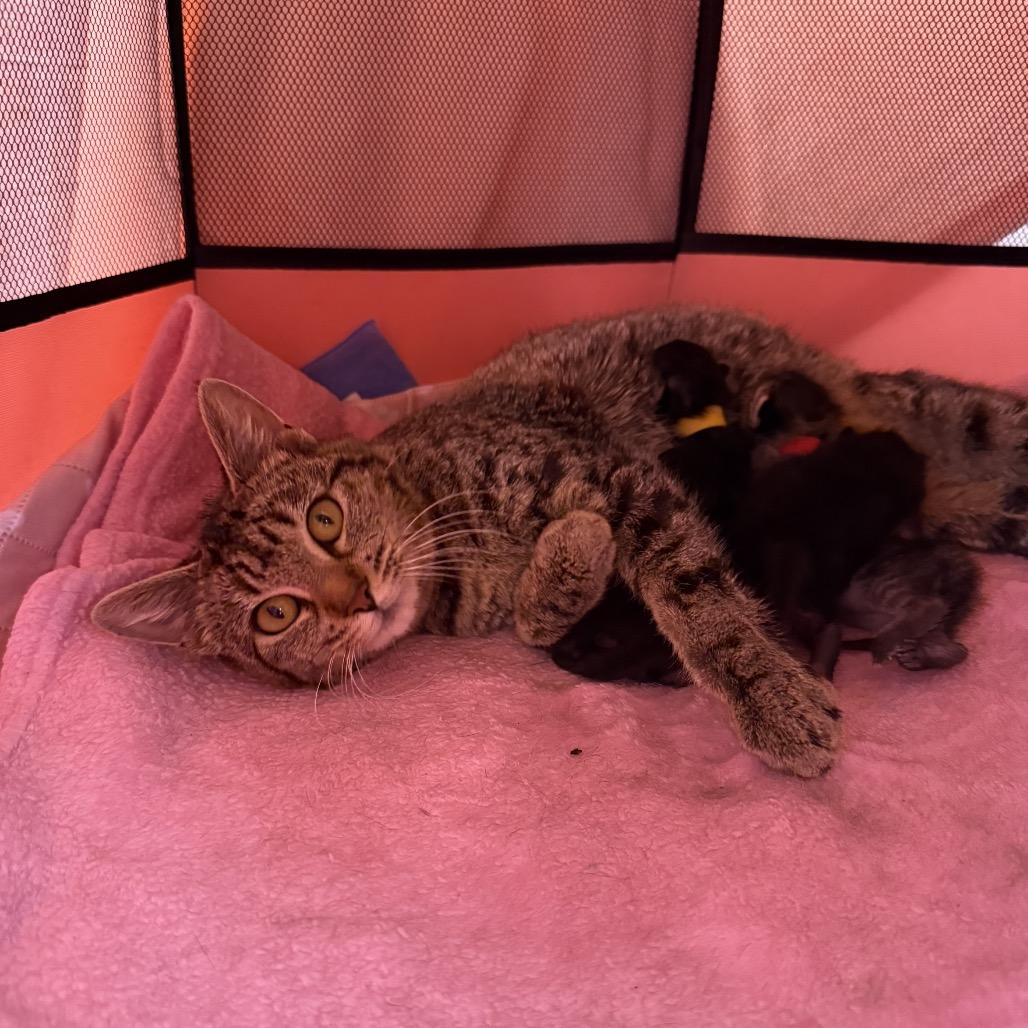 Garbanzo, a Adoptable Domestic Short Hair in Chattanooga, TN image 6/6