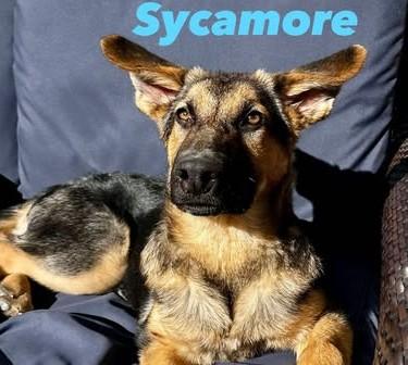 Sycamore, ADOPTABLE, Young Male German Shepherd Dog.