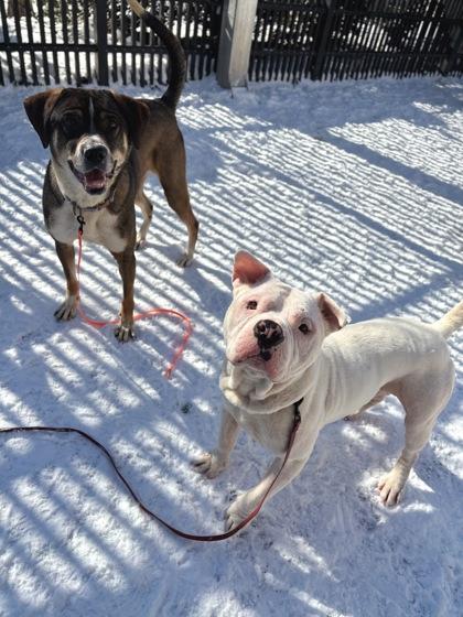 Cherry Pie — thumbnail 2