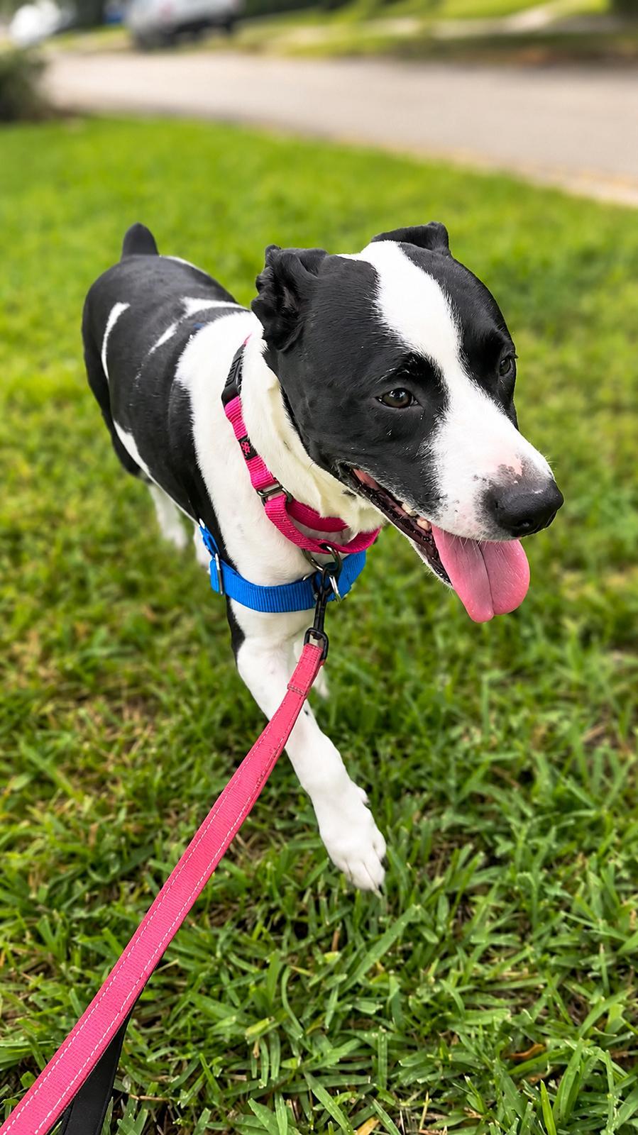 Emily, Adoptable, Young Female Terrier.