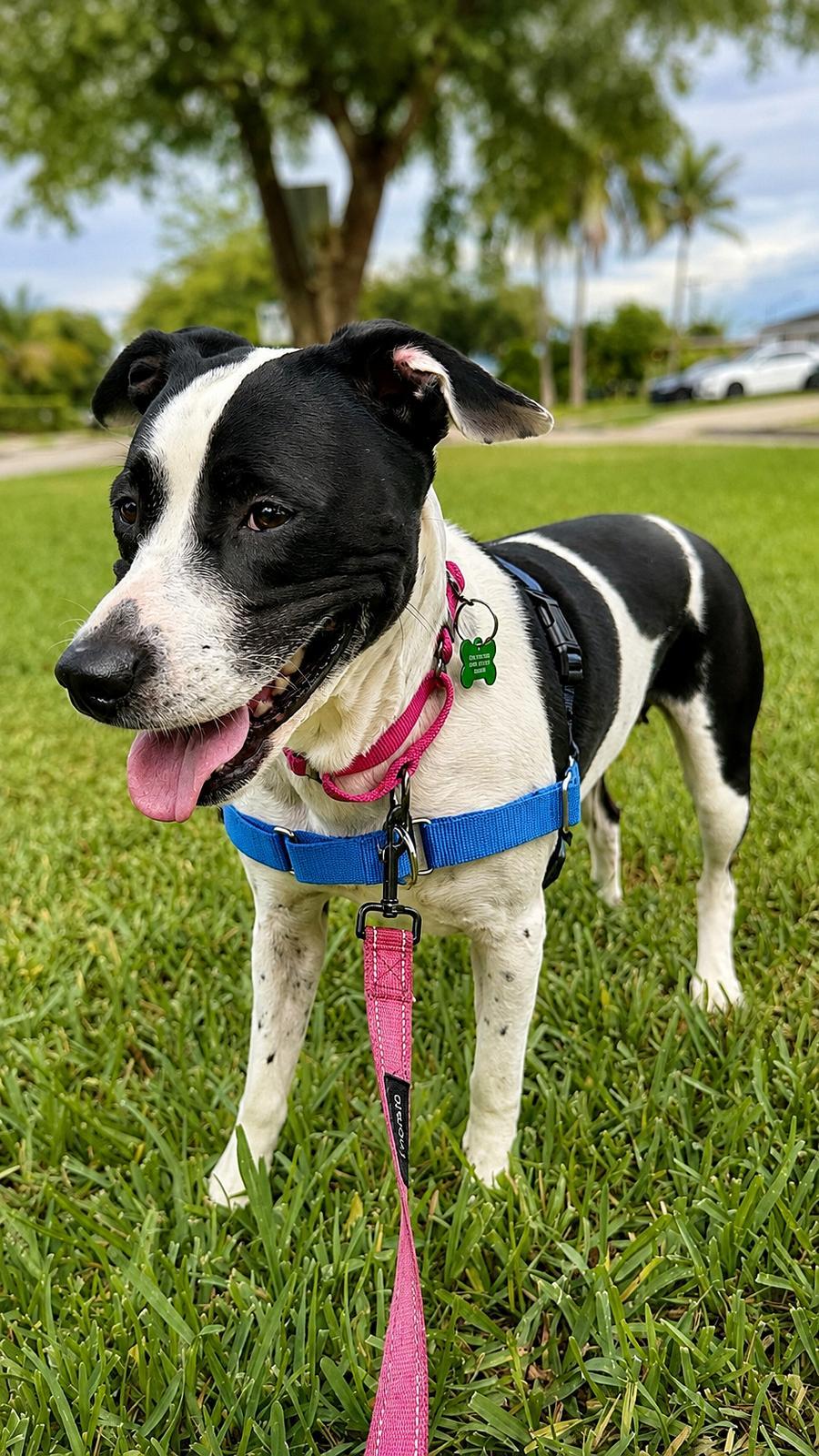 Enlarge Emily, a Adoptable Terrier in Pompano Beach, FL image 2/3