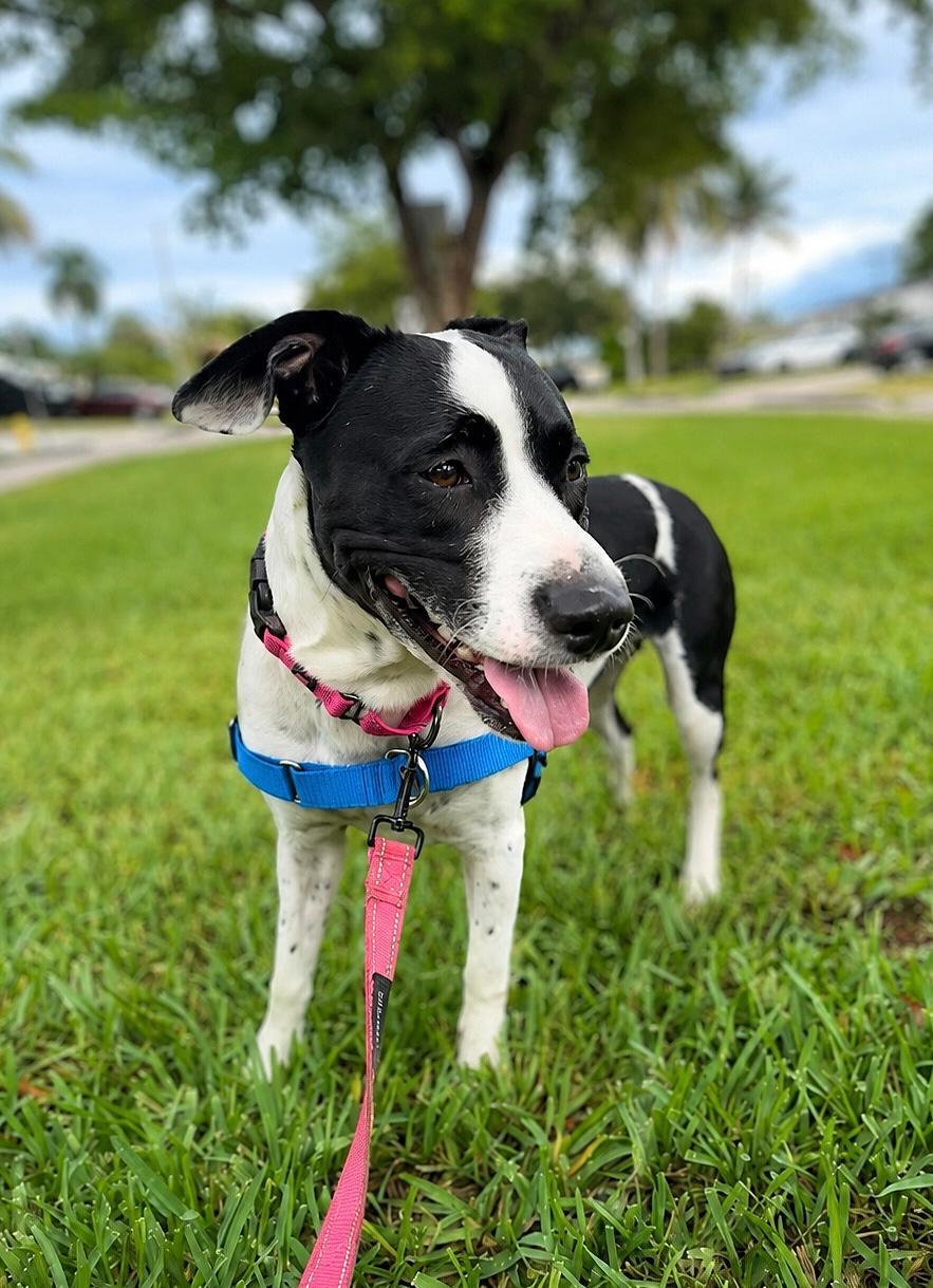 Enlarge Emily, a Adoptable Terrier in Pompano Beach, FL image 3/3