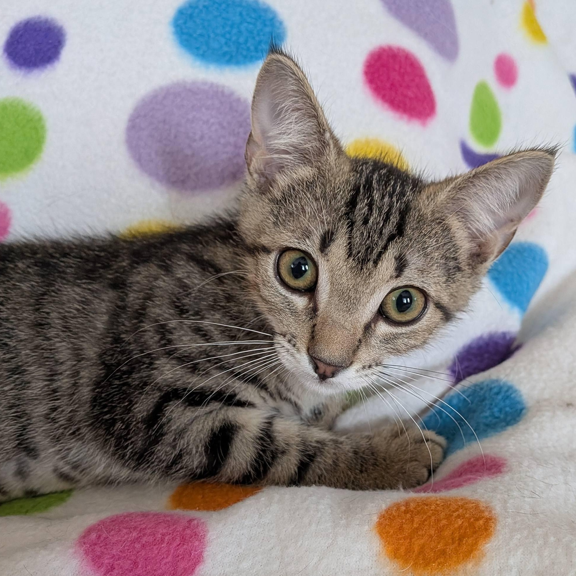 Tamarind, a ADOPTABLE Domestic Short Hair in Queen Creek, AZ image 2/6