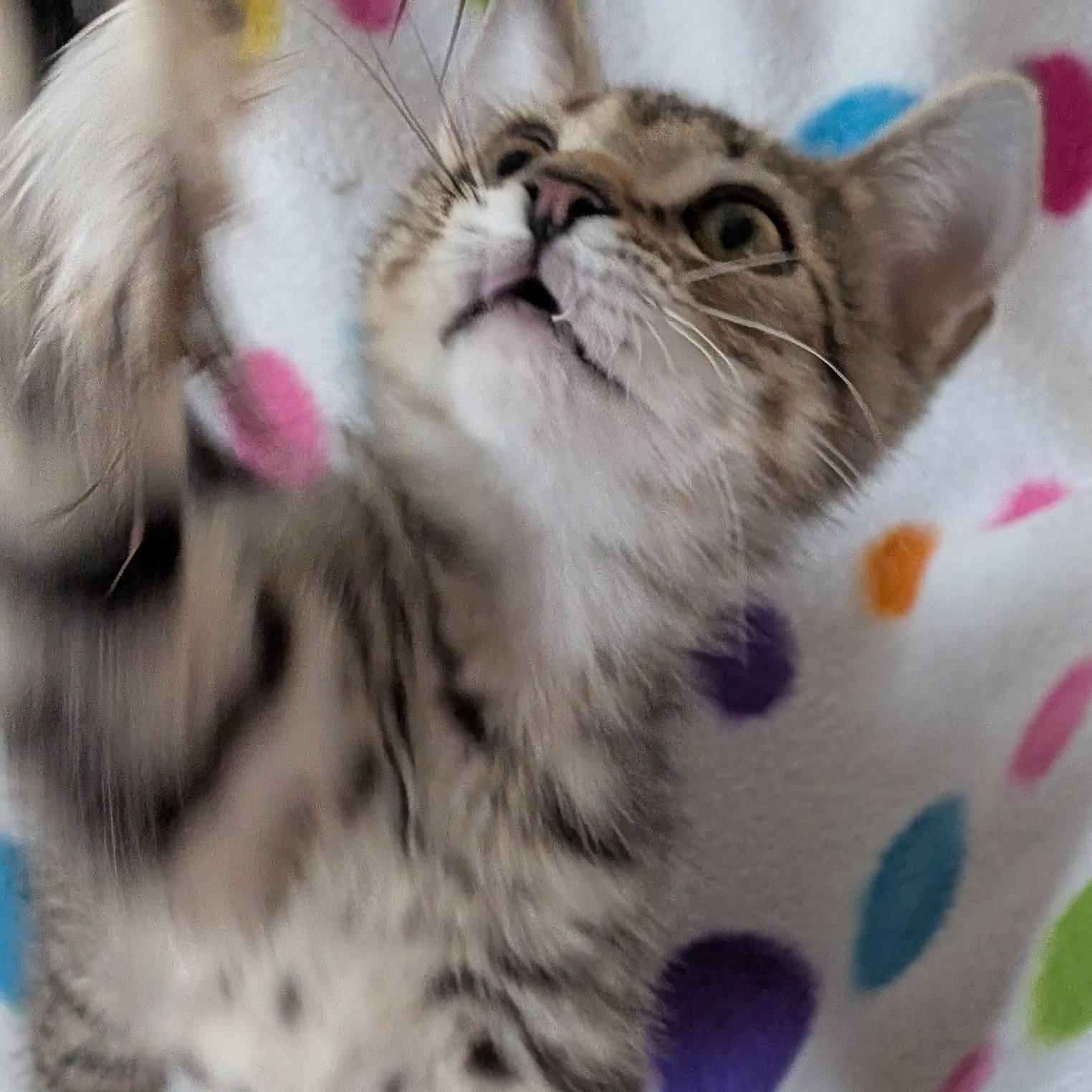 Tamarind, a ADOPTABLE Domestic Short Hair in Queen Creek, AZ image 4/6