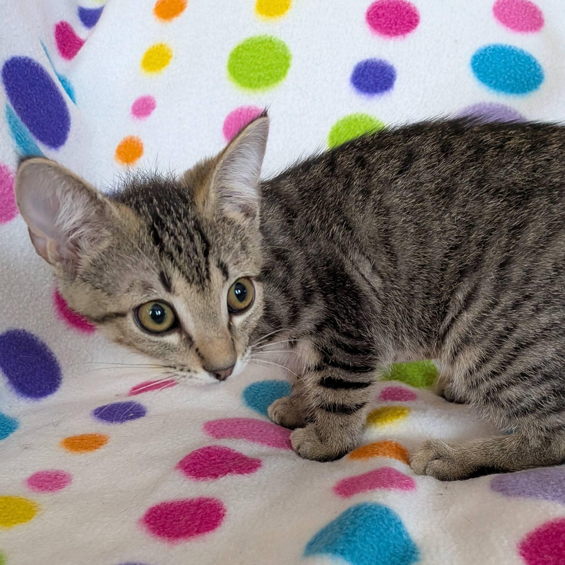 Tamarind, a ADOPTABLE Domestic Short Hair in Queen Creek, AZ image 3/6