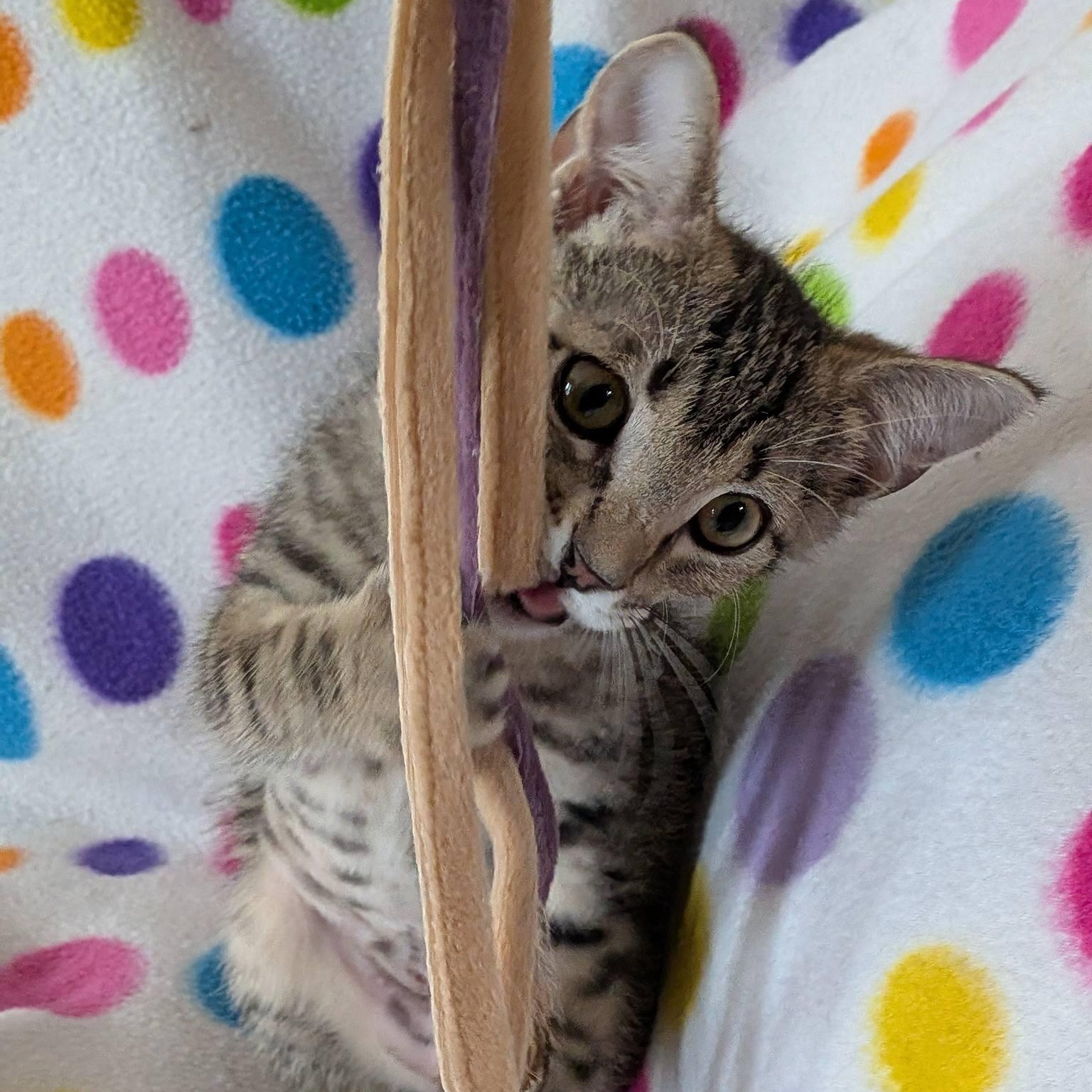 Tamarind, ADOPTABLE, Kitten Female Domestic Short Hair.