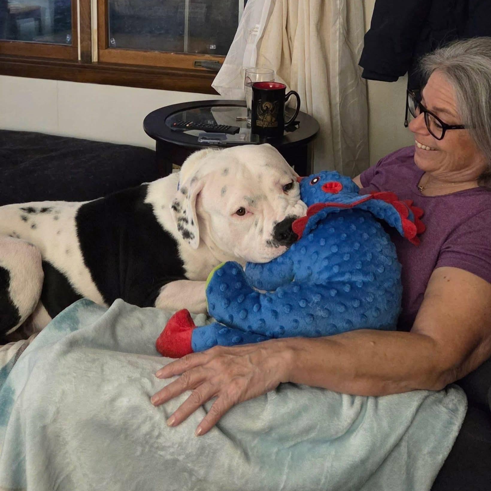 Jase, a Adoptable American Staffordshire Terrier in Pittsburgh, PA image 3/5