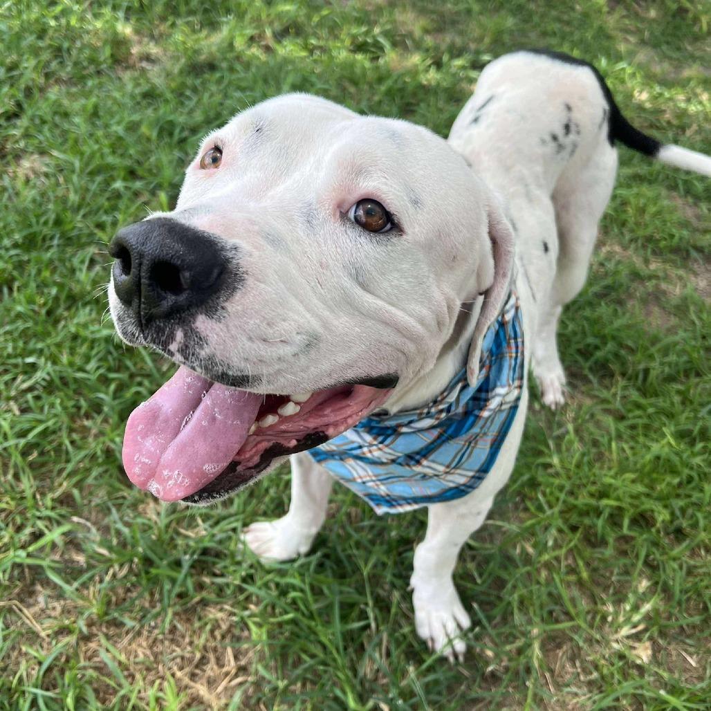 Jase, a Adoptable American Staffordshire Terrier in Pittsburgh, PA image 1/6
