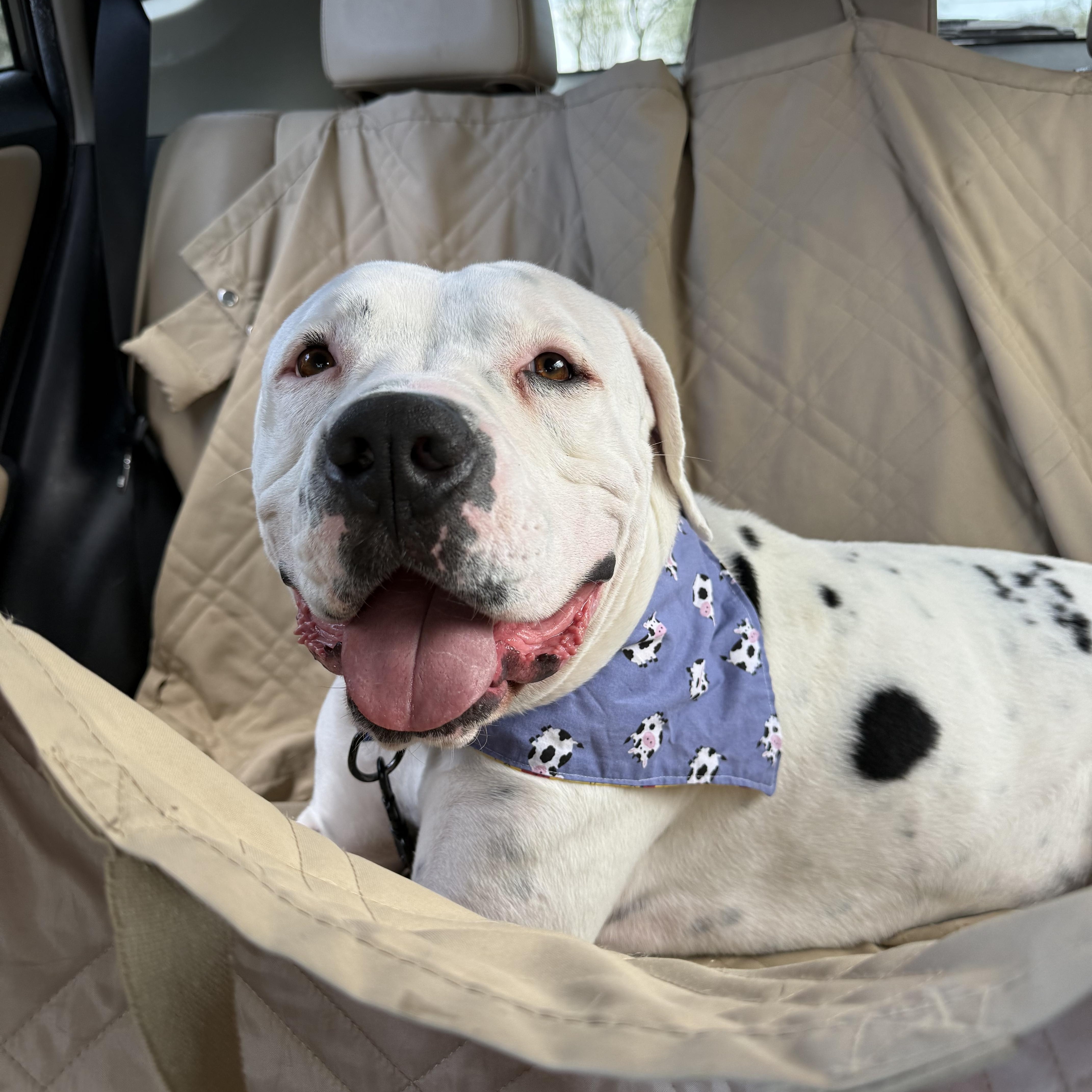 Jase, a Adoptable American Staffordshire Terrier in Pittsburgh, PA image 2/5