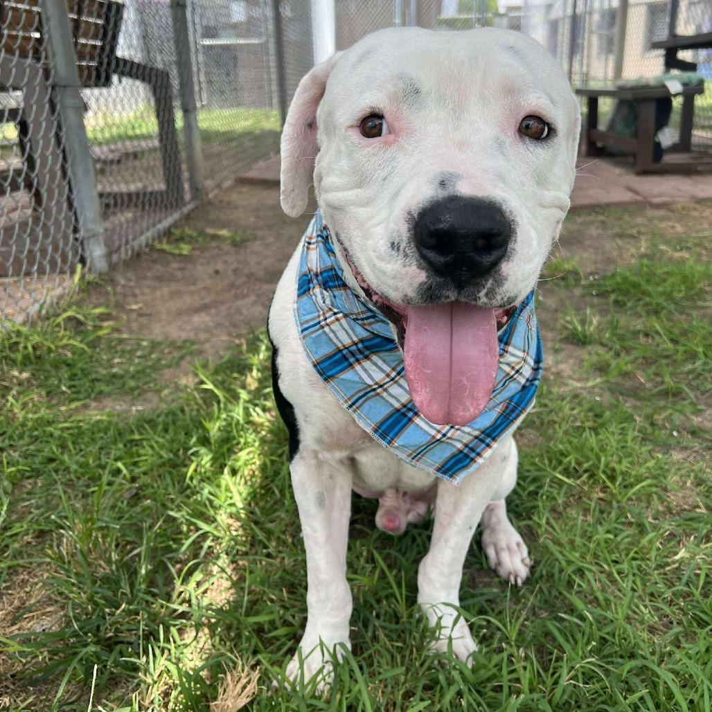 Jase, a Adoptable American Staffordshire Terrier in Pittsburgh, PA image 2/6