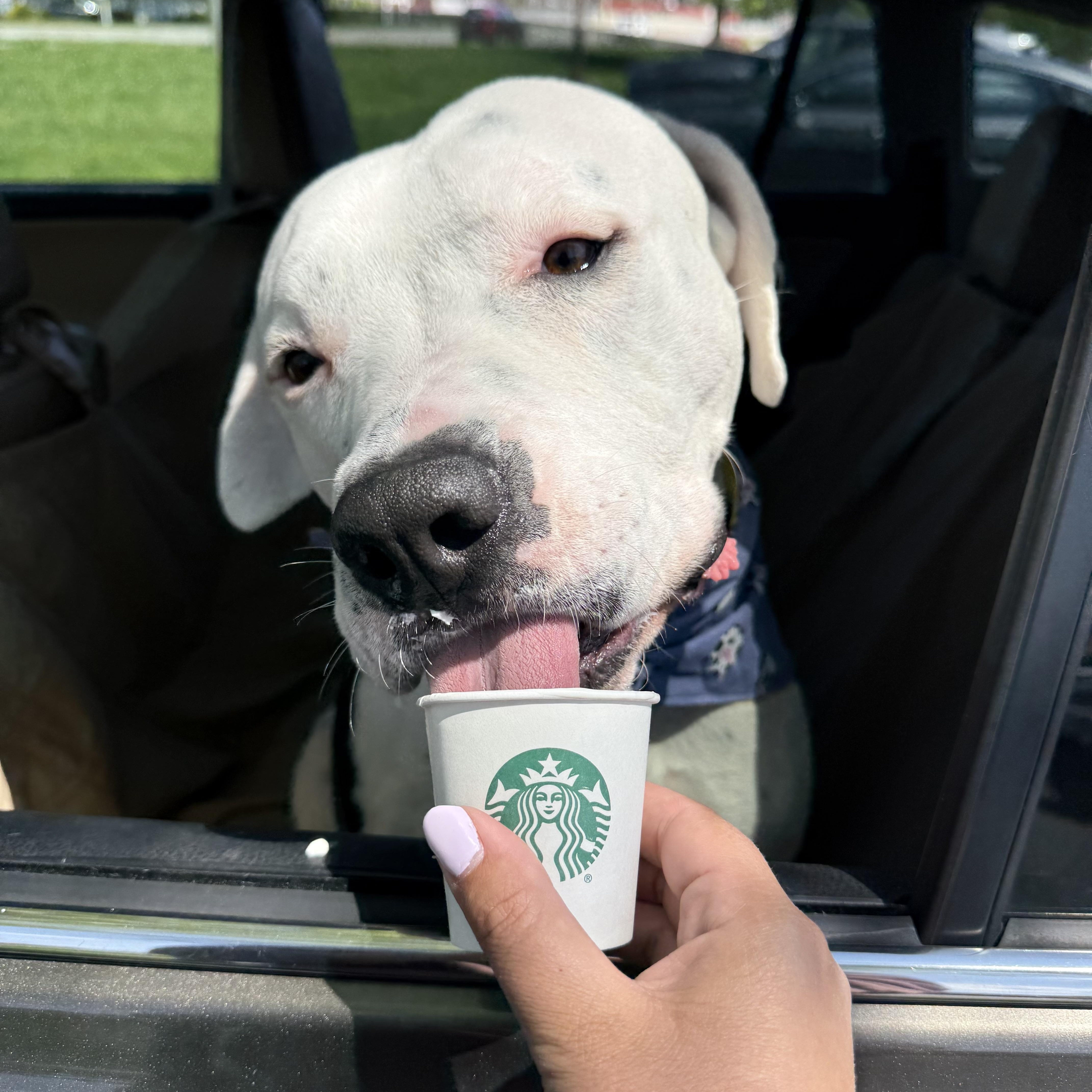 Jase, a Adoptable American Staffordshire Terrier in Pittsburgh, PA image 5/5