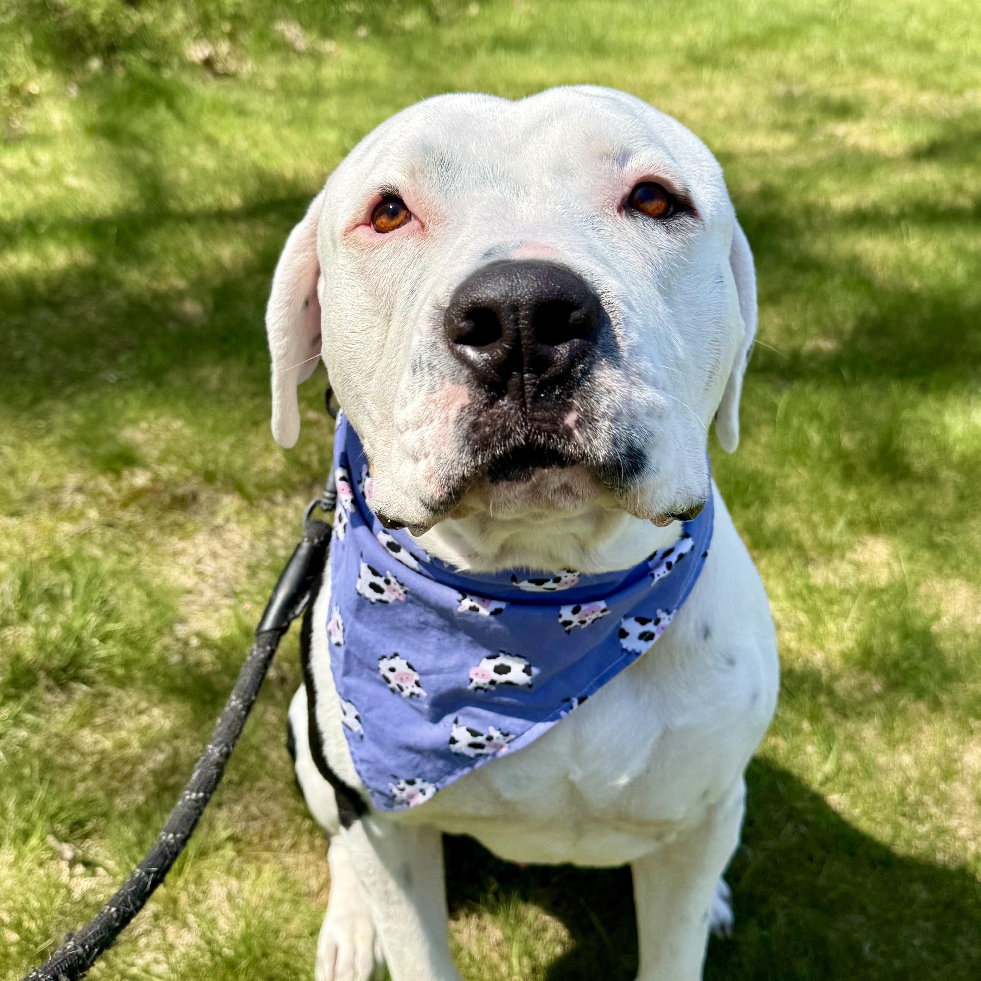 Jase, a Adoptable American Staffordshire Terrier in Pittsburgh, PA image 1/5
