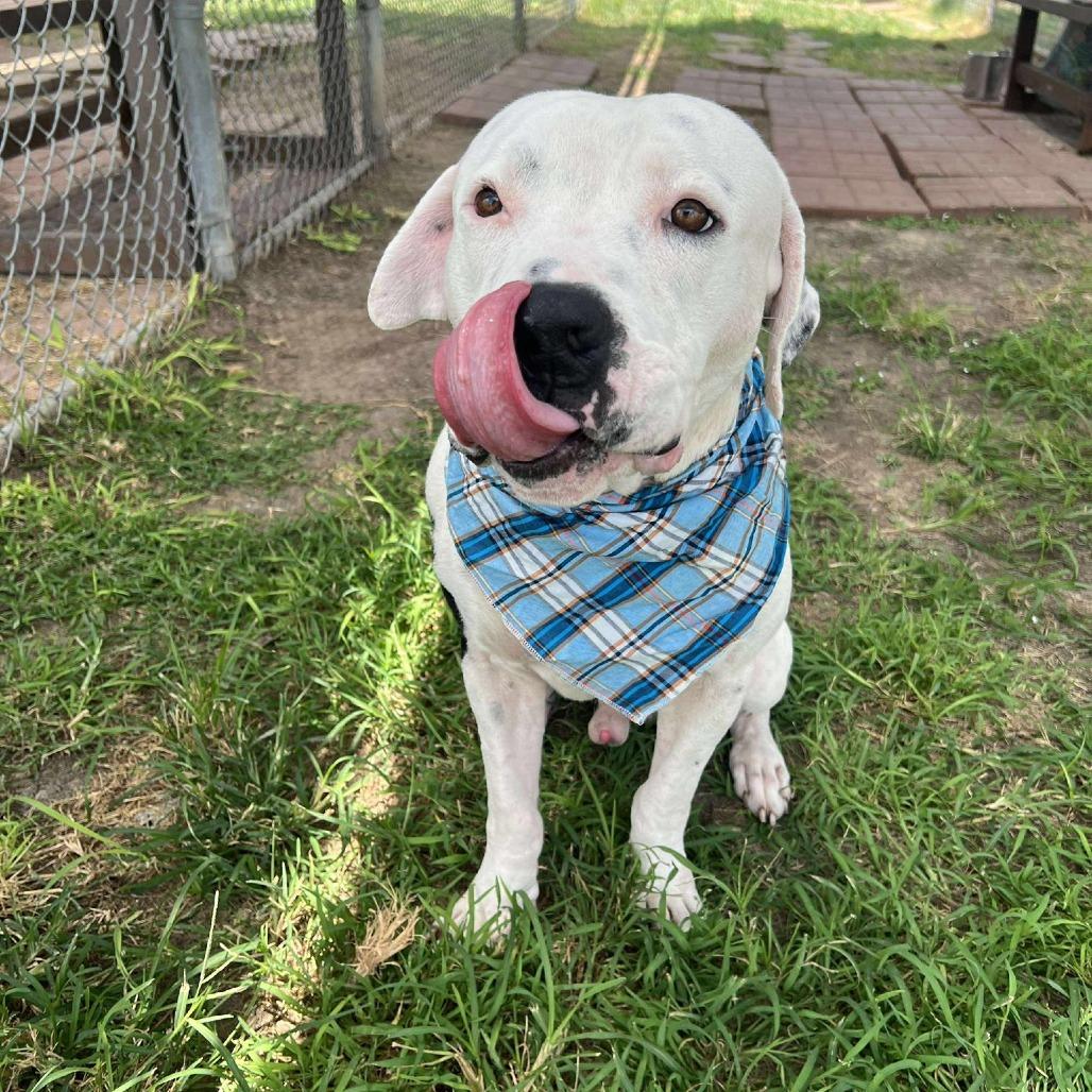 Jase, a Adoptable American Staffordshire Terrier in Pittsburgh, PA image 3/6