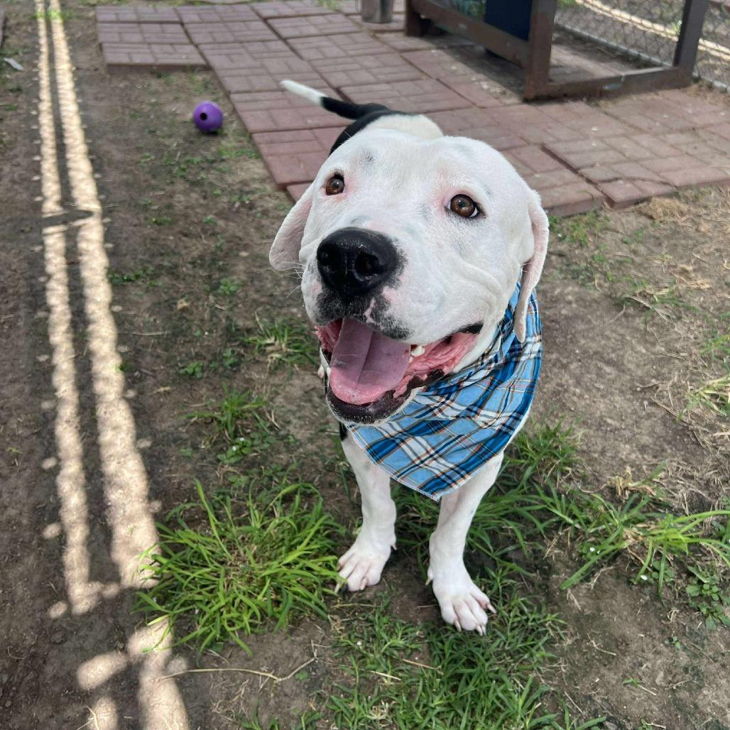 Jase, a Adoptable American Staffordshire Terrier in Pittsburgh, PA image 4/6