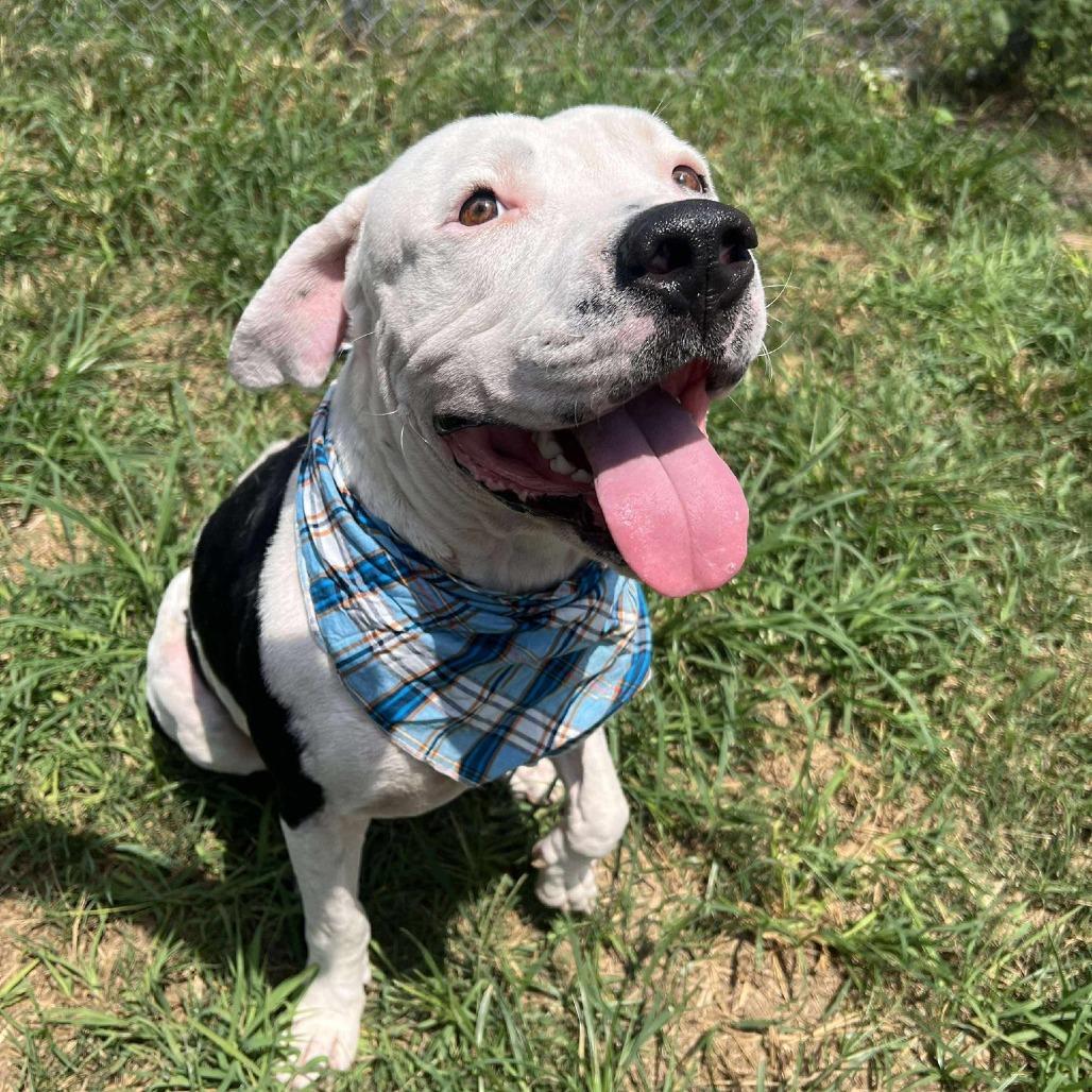 Jase, a Adoptable American Staffordshire Terrier in Pittsburgh, PA image 5/6