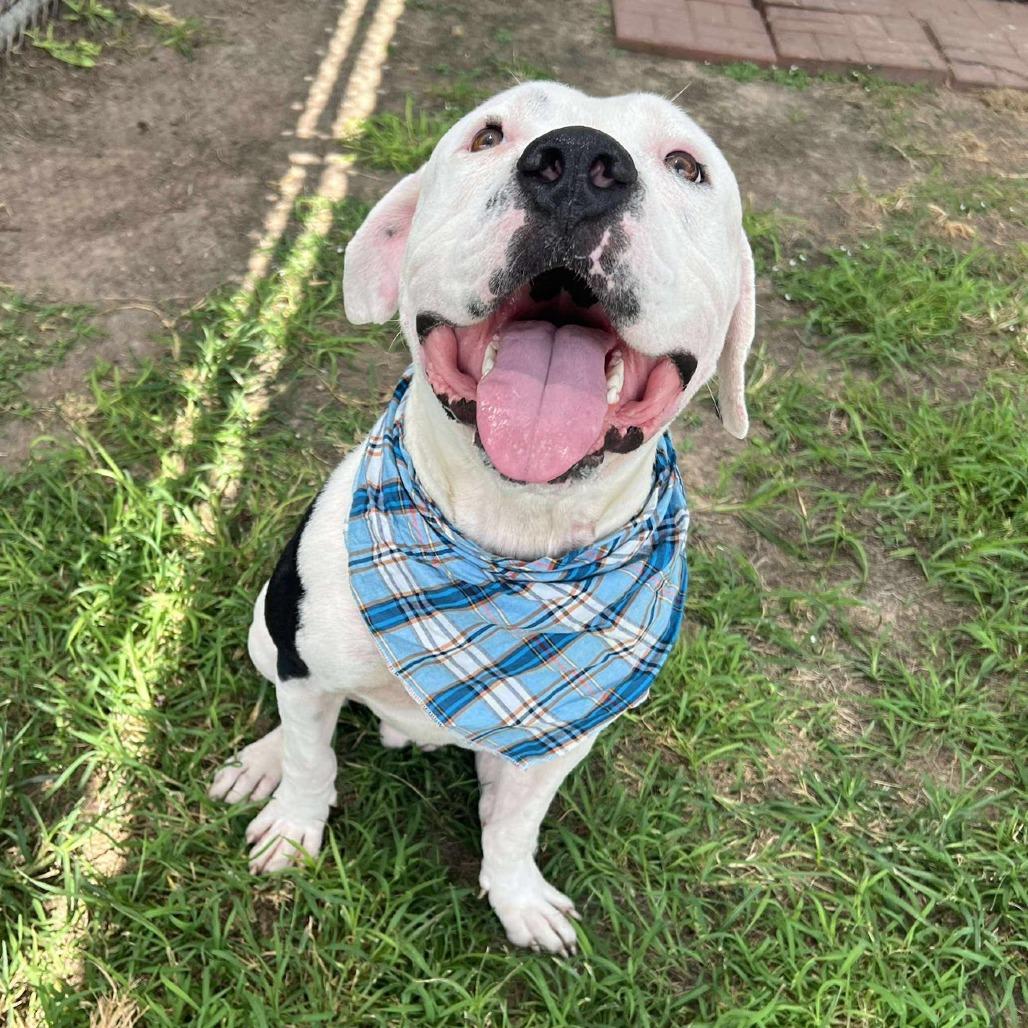 Jase, a Adoptable American Staffordshire Terrier in Pittsburgh, PA image 6/6