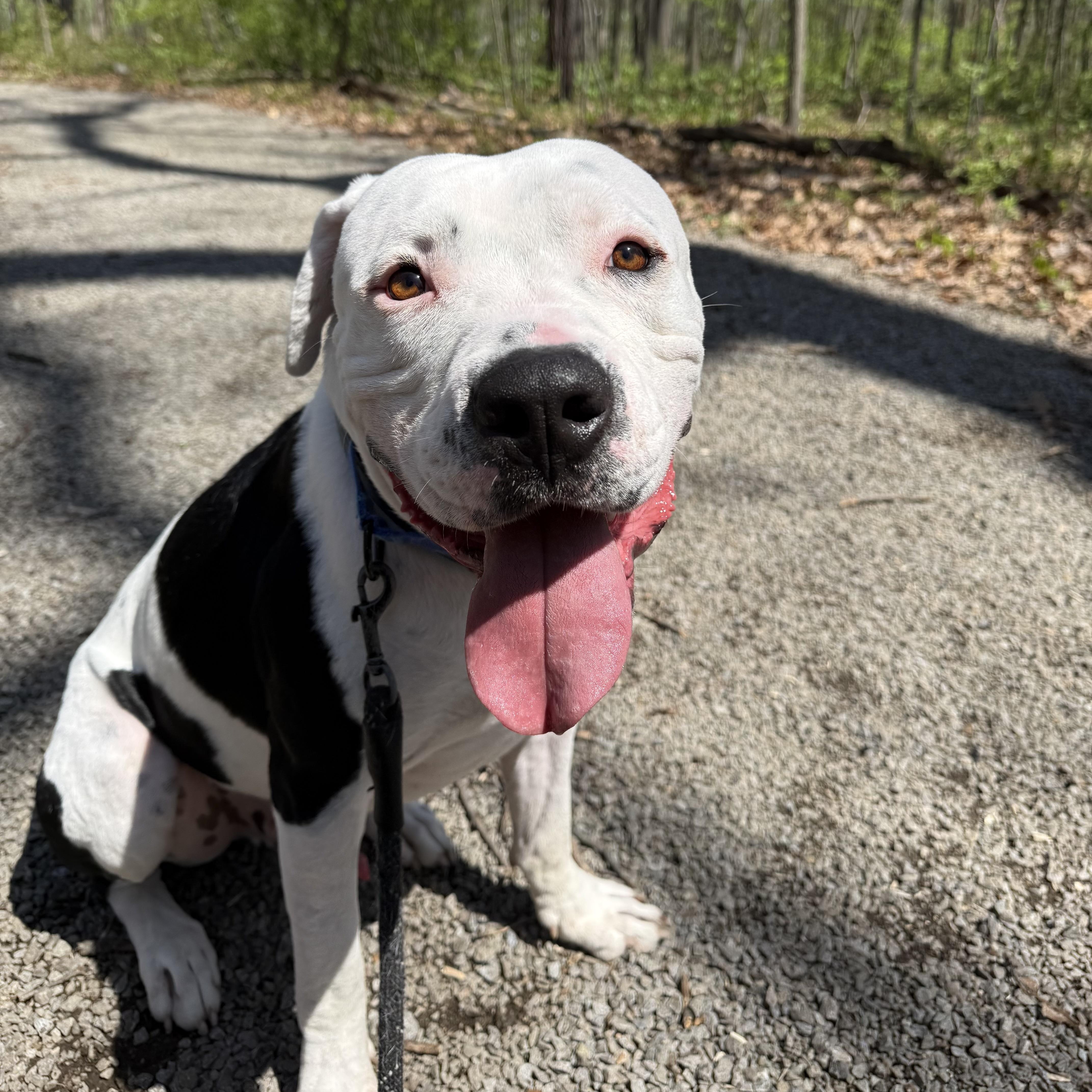 Jase, a Adoptable American Staffordshire Terrier in Pittsburgh, PA image 4/5