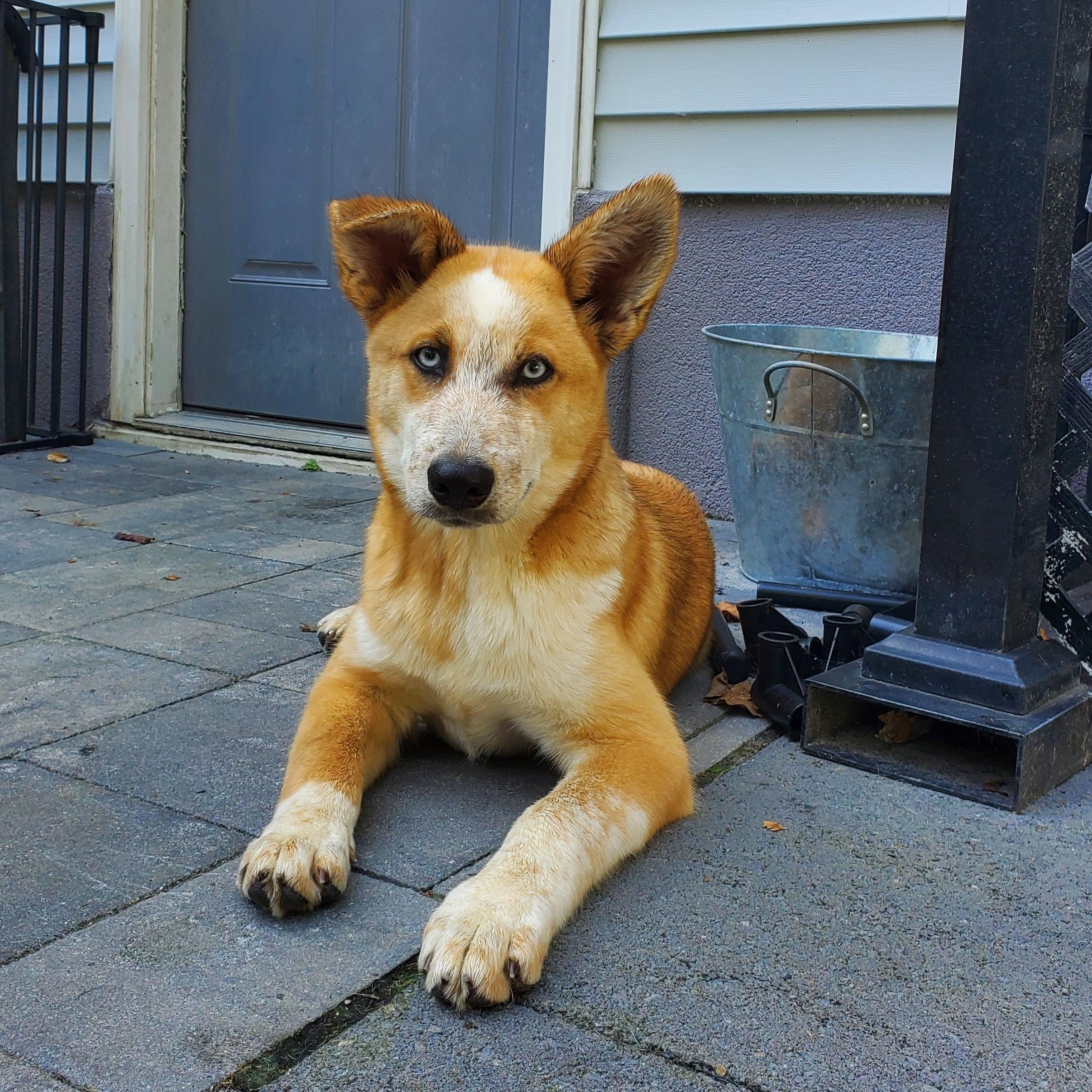 Mango Blue Eyes !! thumbnail 3