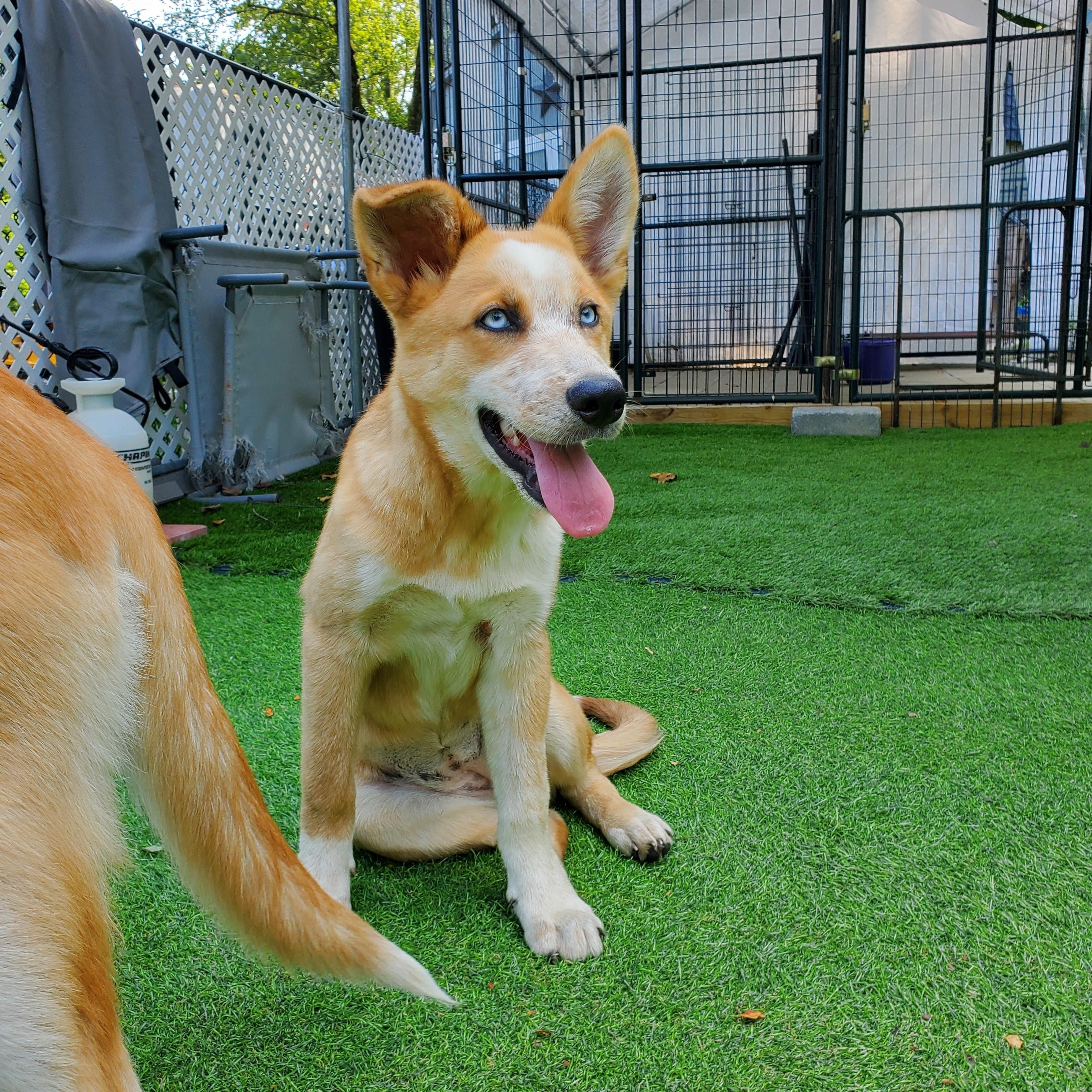 Mango Blue Eyes !! thumbnail 4