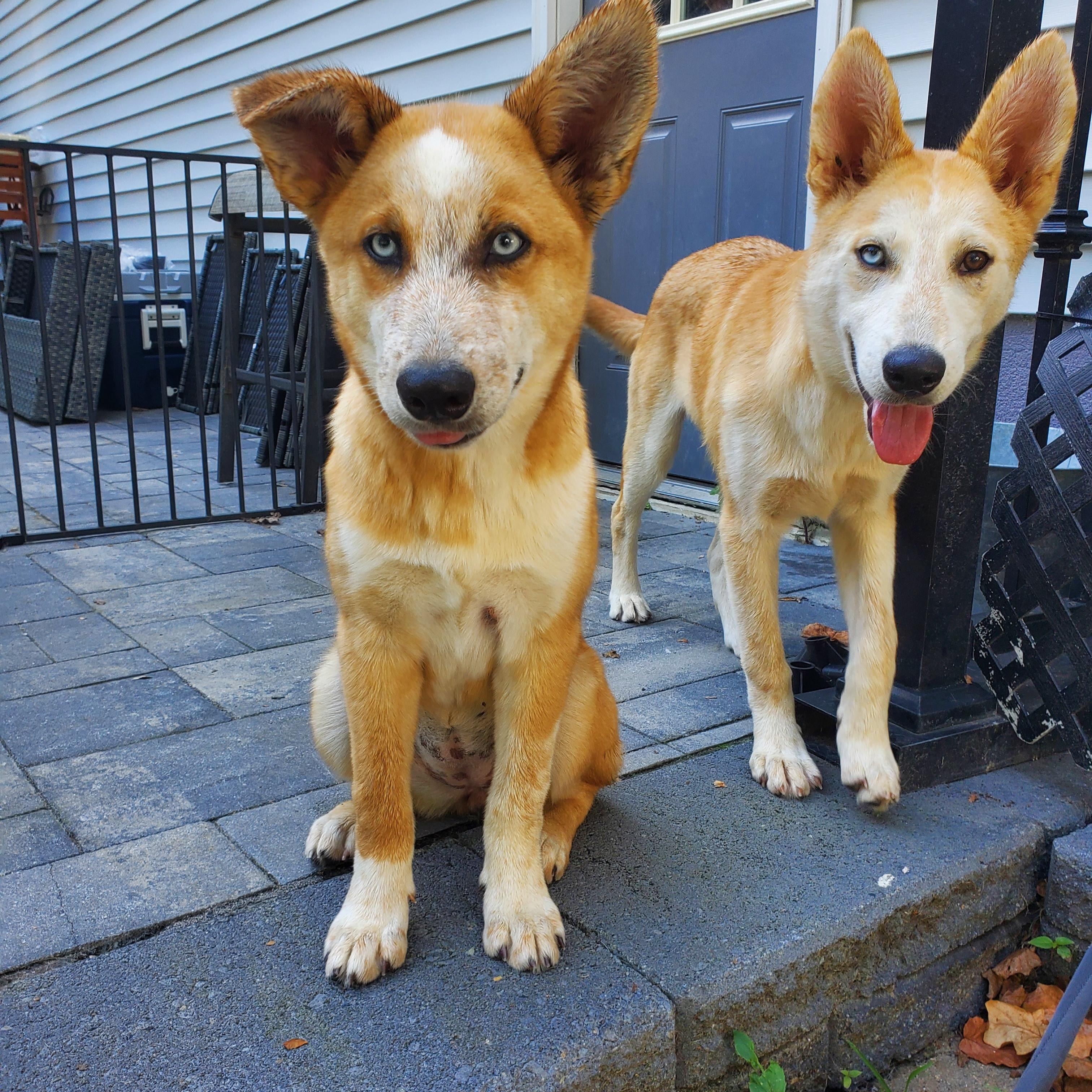 Mango Blue Eyes !! thumbnail 2