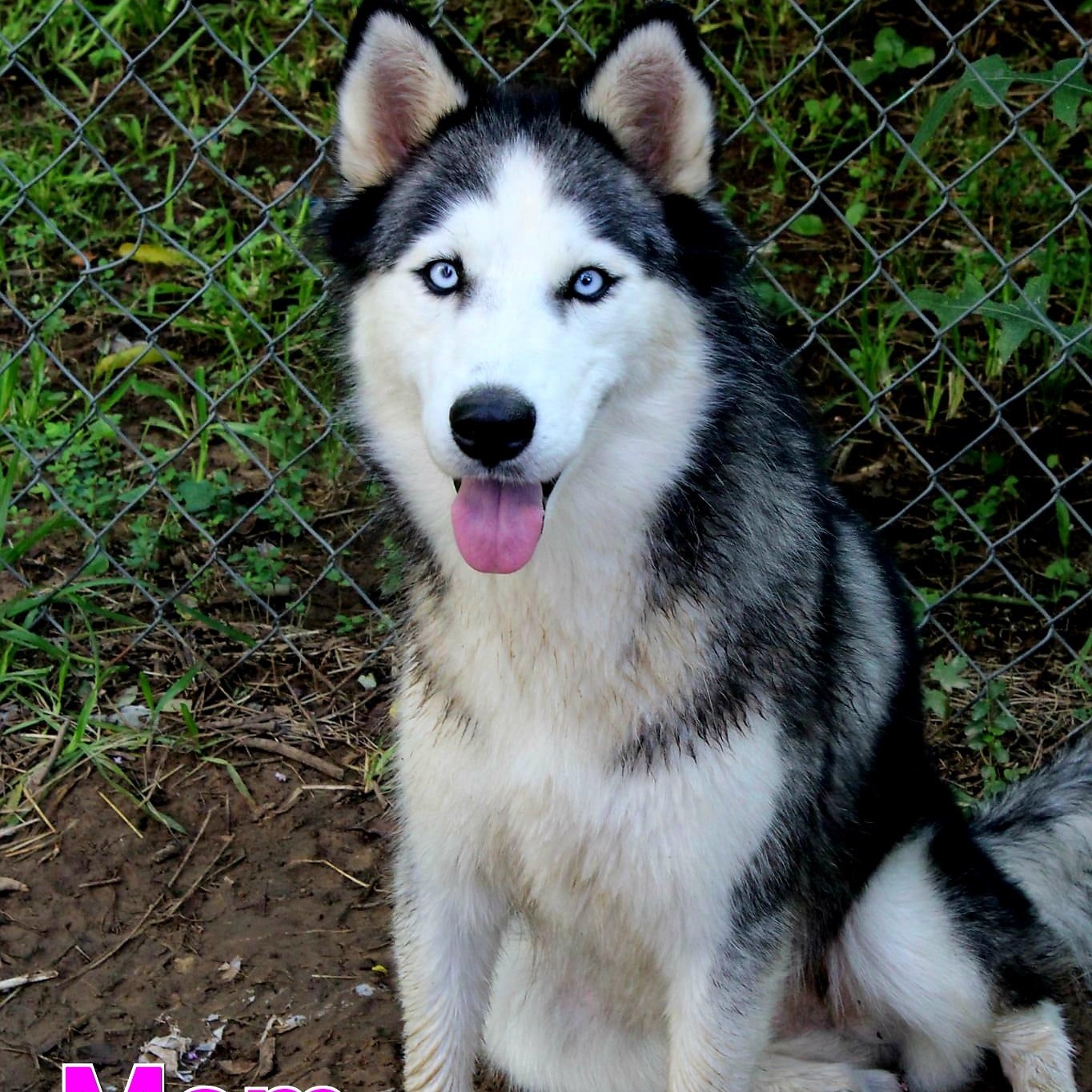 Mango Blue Eyes !! thumbnail 5