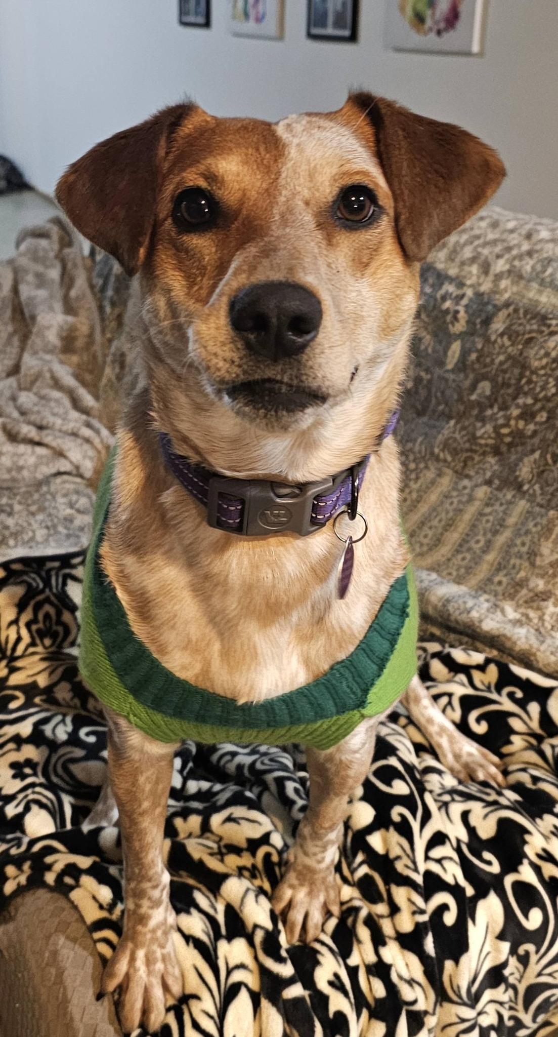 Enlarge Eve , a ADOPTABLE mixed breed in Lapeer, MI image 2/6