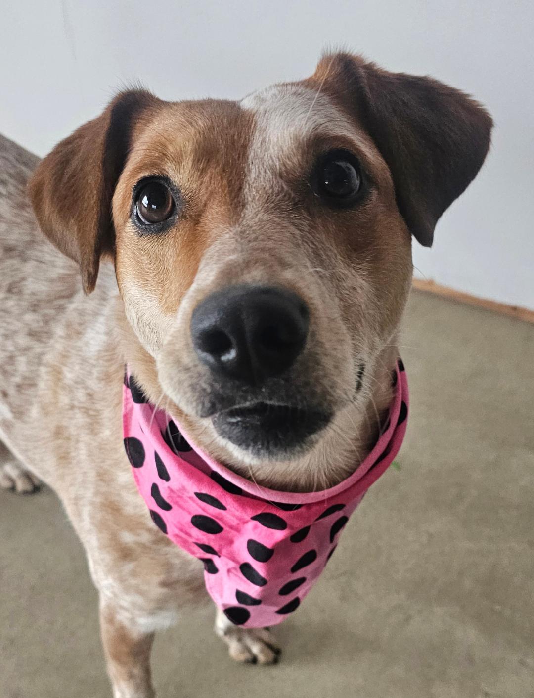 Enlarge Eve , a ADOPTABLE mixed breed in Lapeer, MI image 4/6