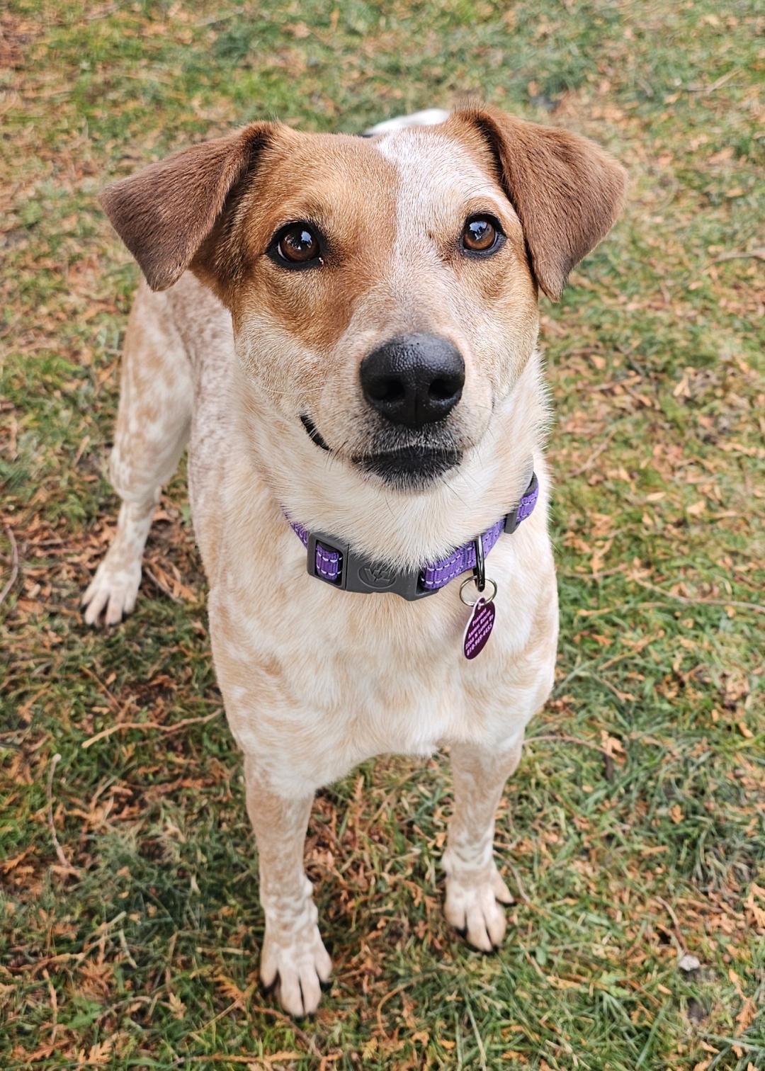 Enlarge Eve , a ADOPTABLE mixed breed in Lapeer, MI image 3/6