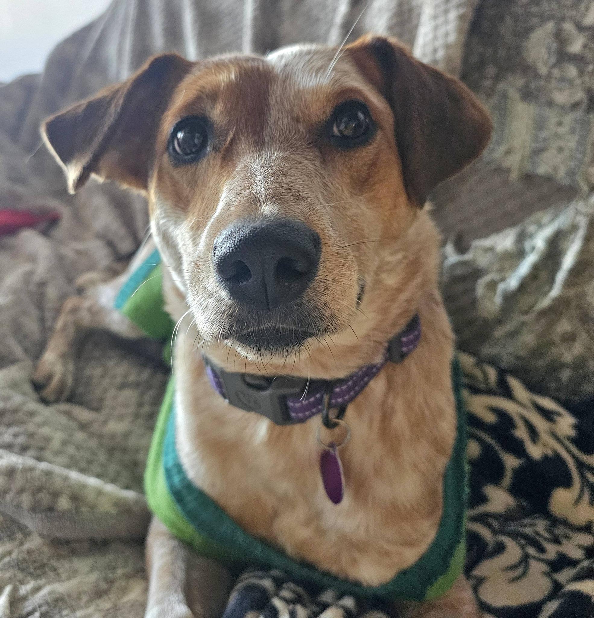 Enlarge Eve , a ADOPTABLE mixed breed in Lapeer, MI image 6/6