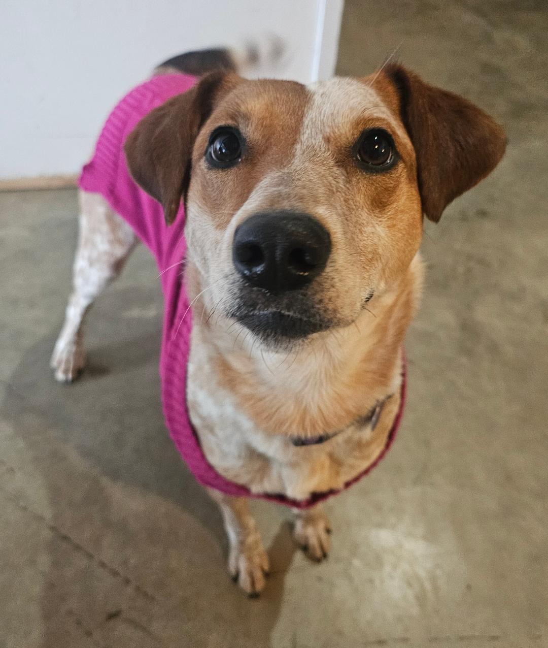 Enlarge Eve , a ADOPTABLE mixed breed in Lapeer, MI image 1/6