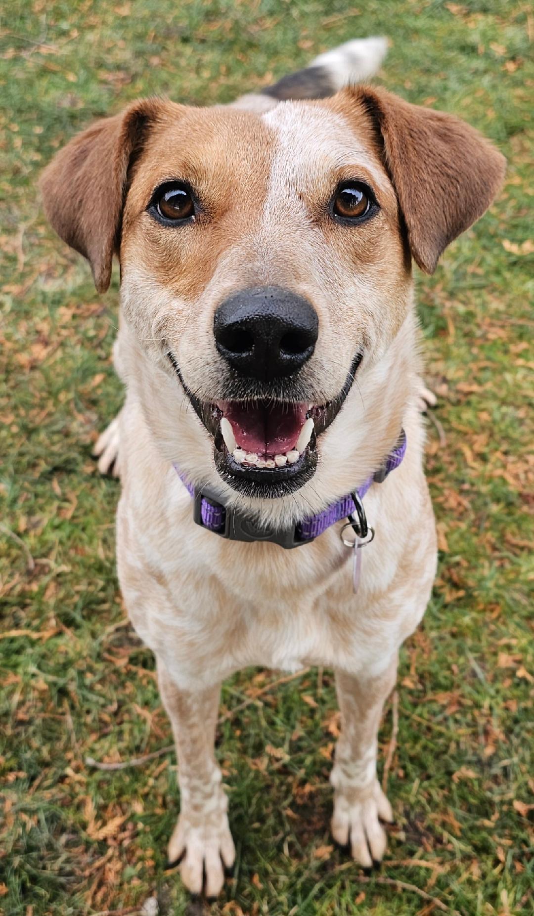 Enlarge Eve , a ADOPTABLE mixed breed in Lapeer, MI image 5/6