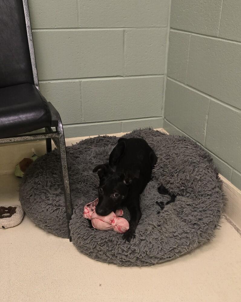 Enlarge Cassi, a Adoptable mixed breed in Kalamazoo, MI image 1/4