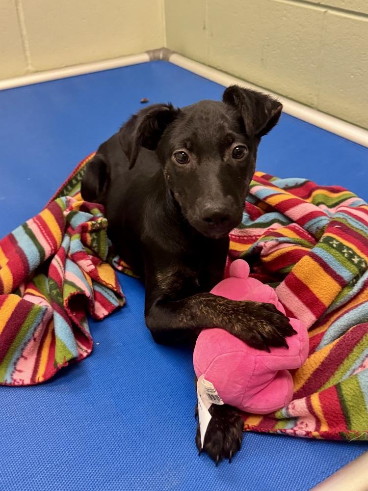 Enlarge Cassi, a Adoptable mixed breed in Kalamazoo, MI image 2/4