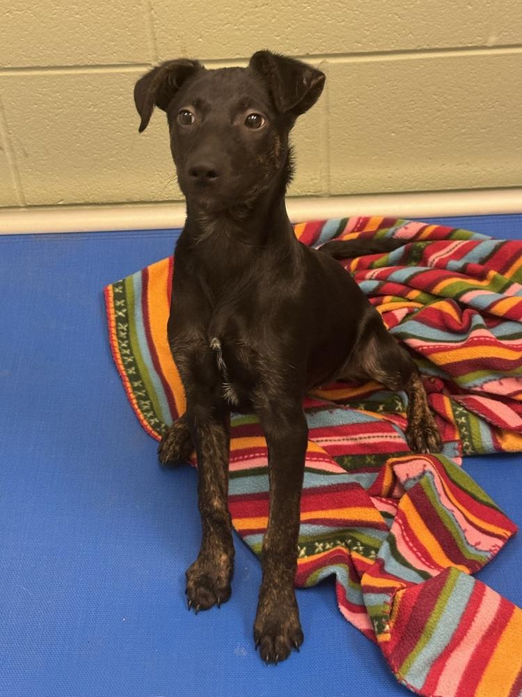 Enlarge Cassi, a Adoptable mixed breed in Kalamazoo, MI image 3/4