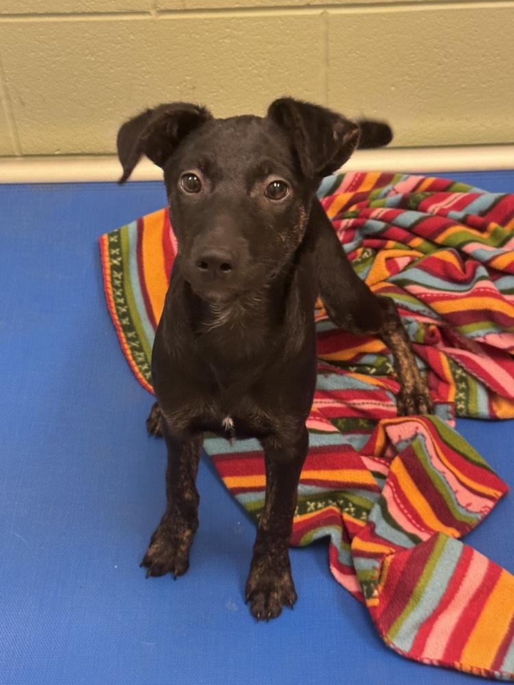 Enlarge Cassi, a Adoptable mixed breed in Kalamazoo, MI image 4/4