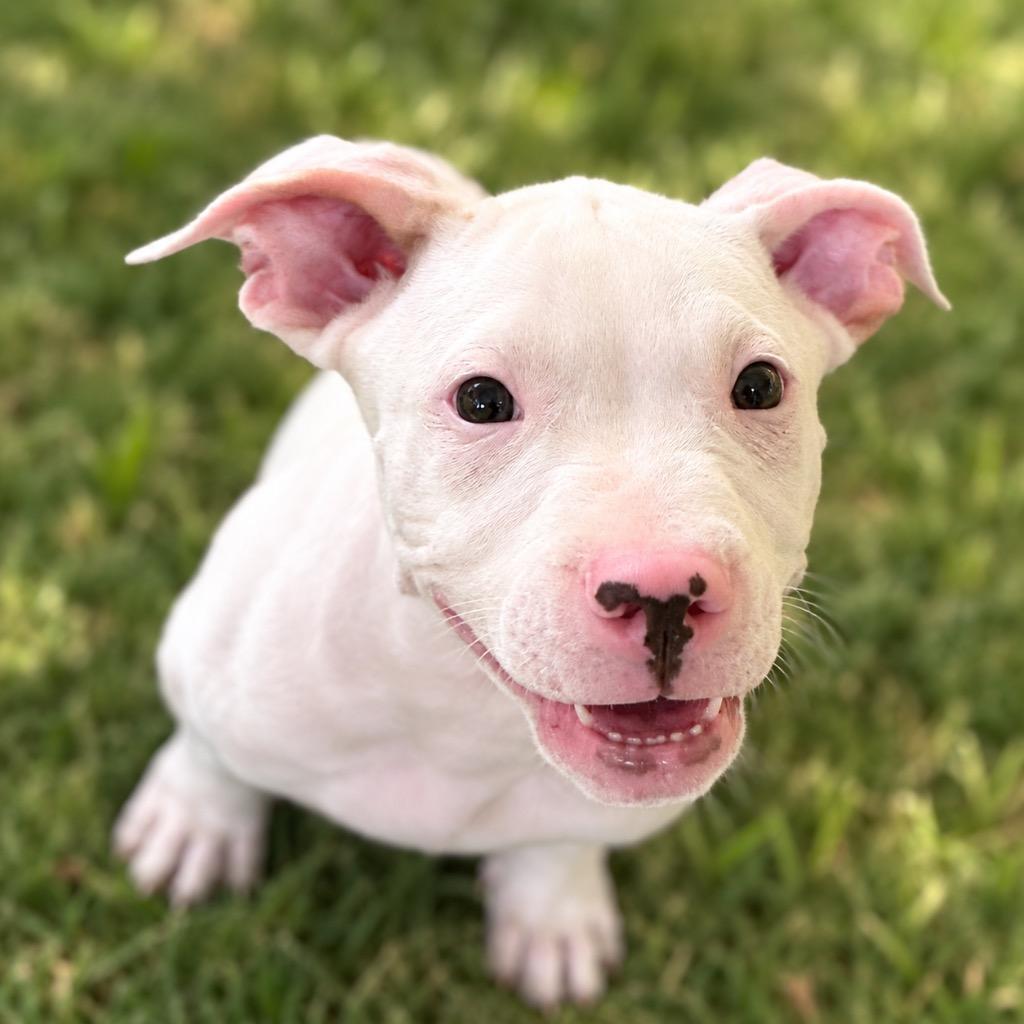 Zowie, Adopted, Puppy Male Pit Bull Terrier.